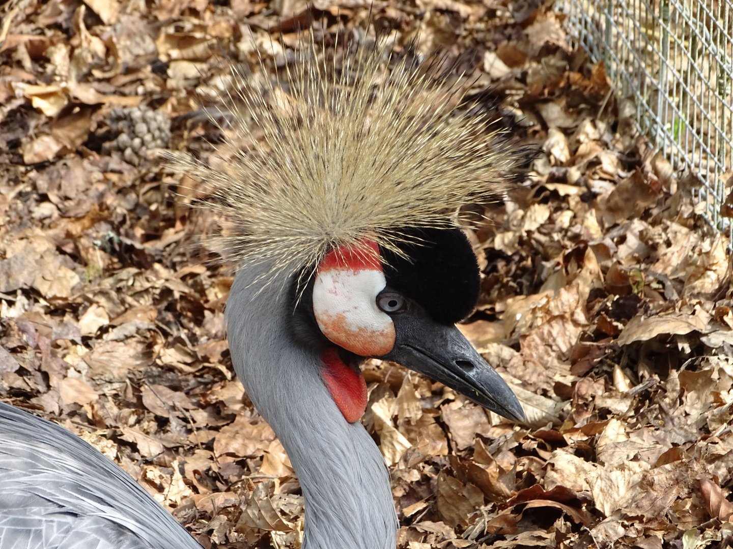 Grey crowned crane (Balearica regulorum)