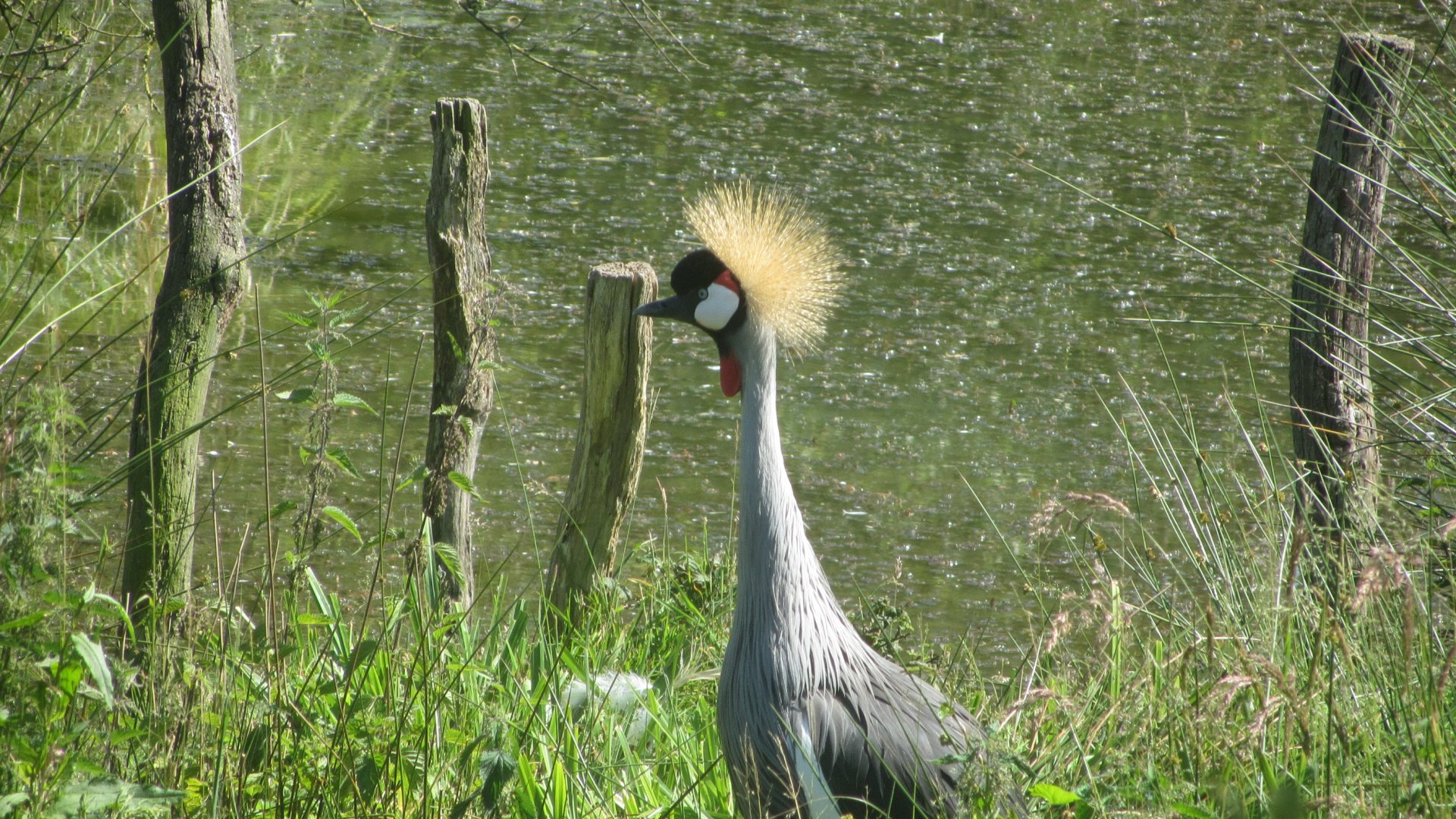Grey crowned crane (Balearica regulorum)