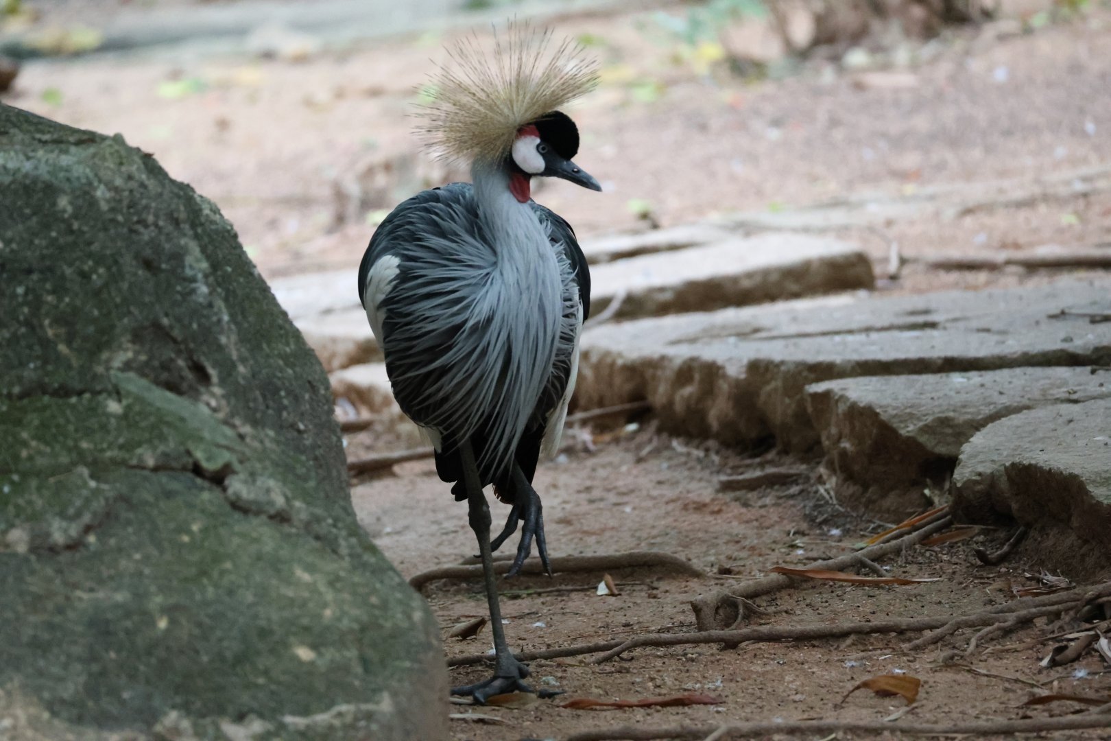 Grey crowned crane (Balearica regulorum)