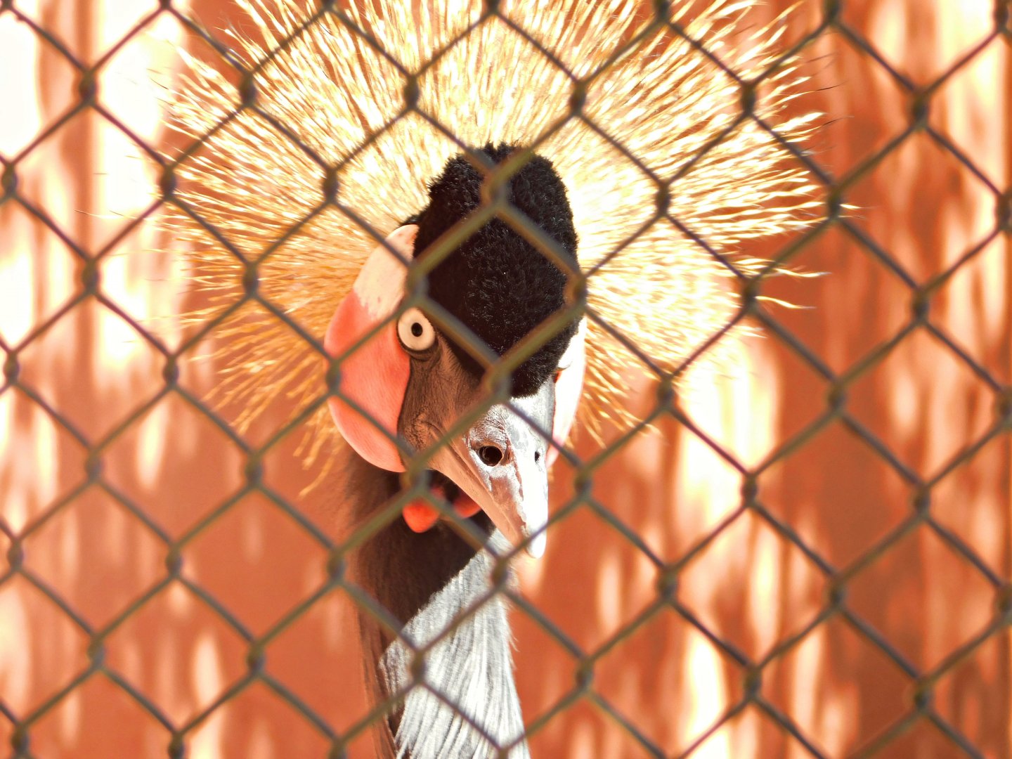 Grey-crowned-crane - Belo Horizonte zoo