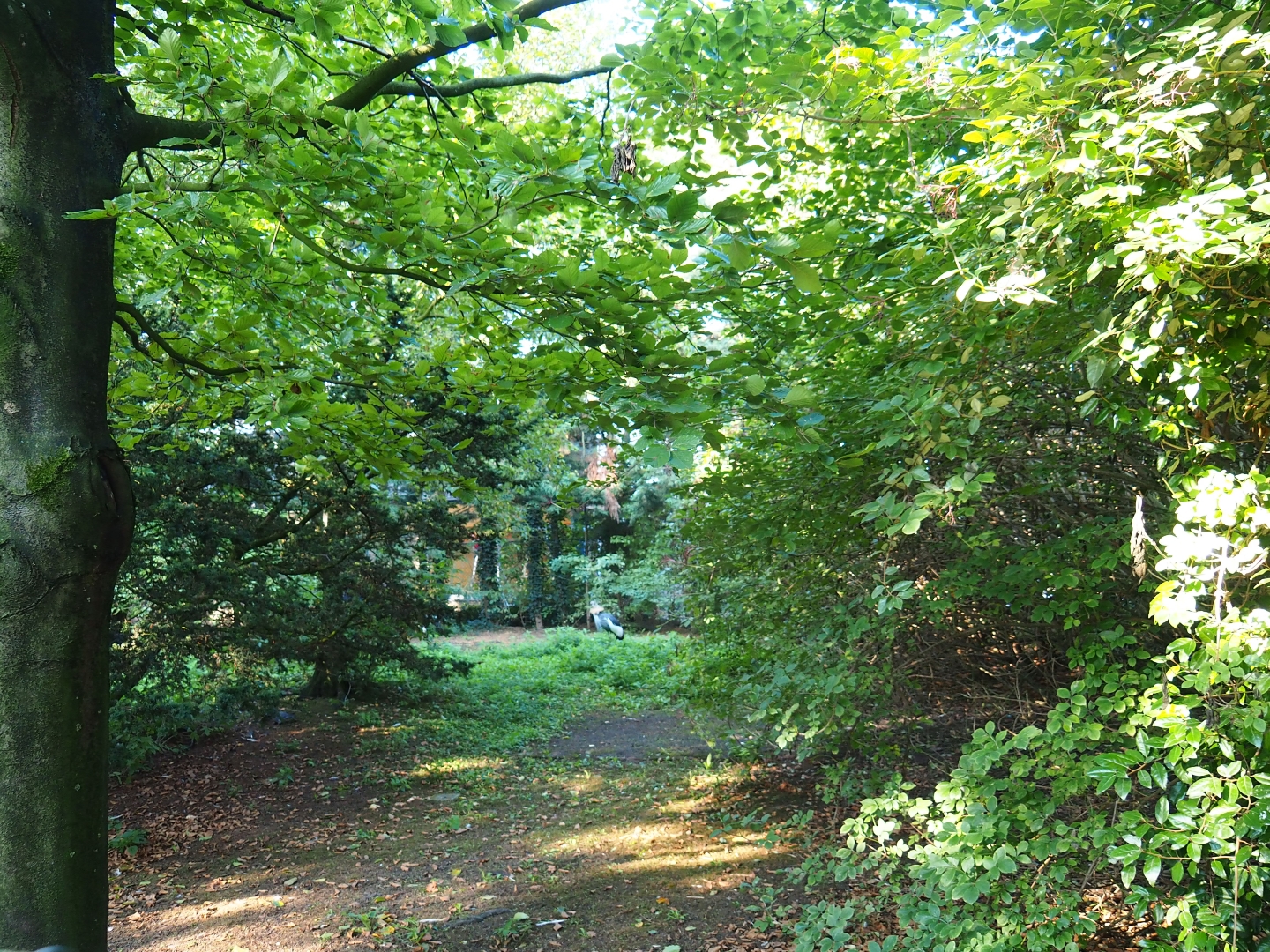 Grey crowned crane - Black stork - Coscoroba swan exhibit (Sep 2nd, 2018)