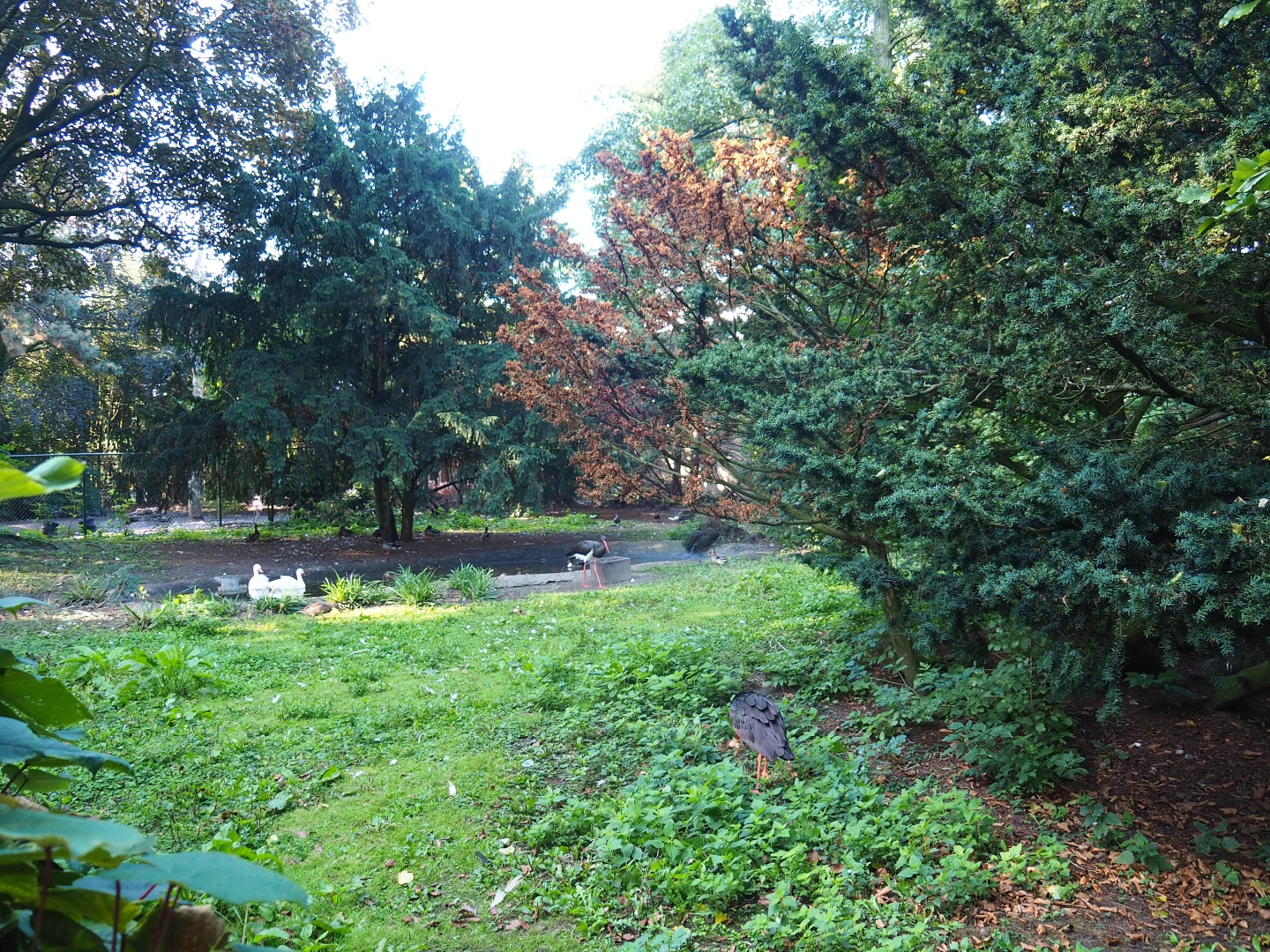 Grey crowned crane - Black stork - Coscoroba swan exhibit (Sep 2nd, 2018)