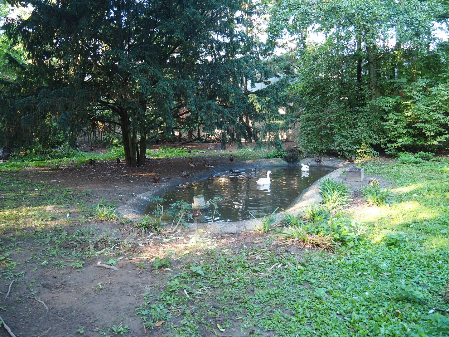 Grey crowned crane - Black stork - Coscoroba swan exhibit (Sep 2nd, 2018)