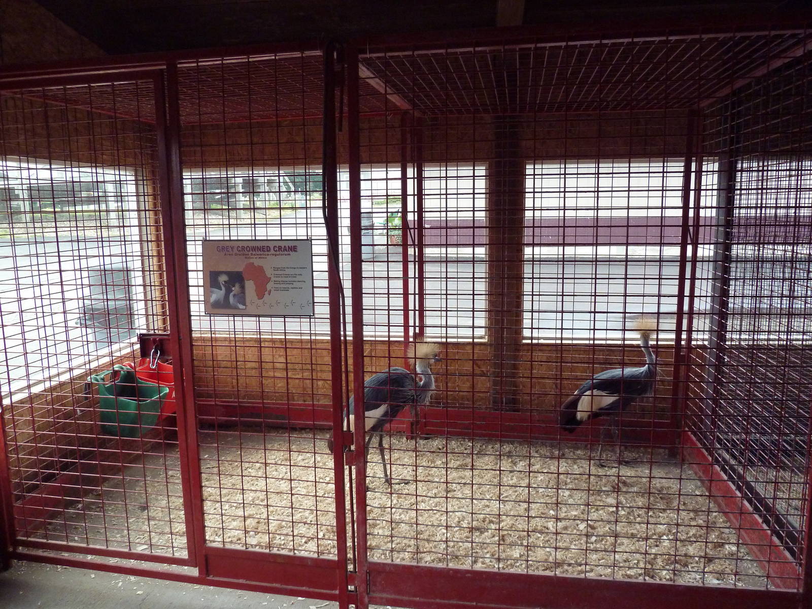Grey Crowned Crane Cage