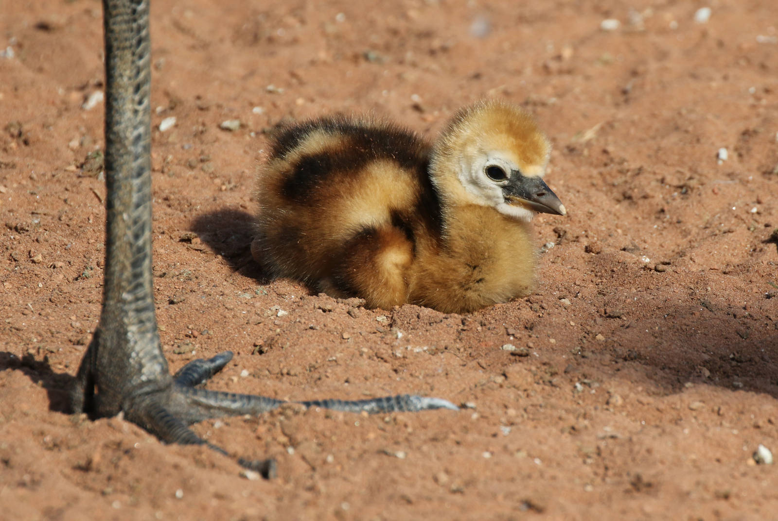 Grey Crowned-crane (chick)