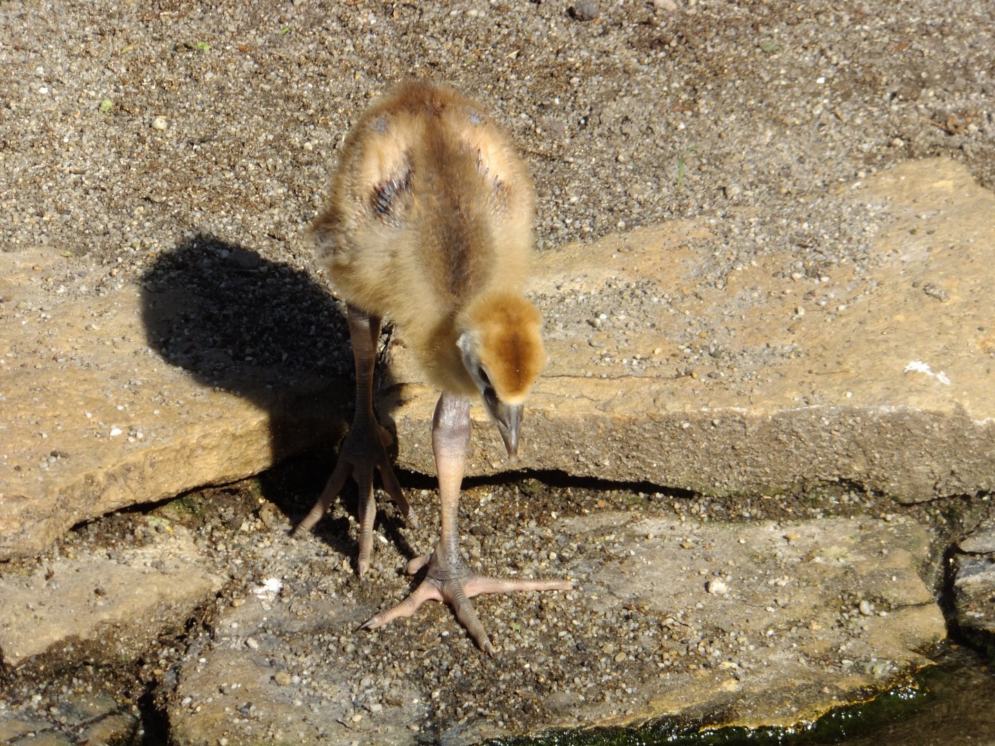 Grey crowned crane chick
