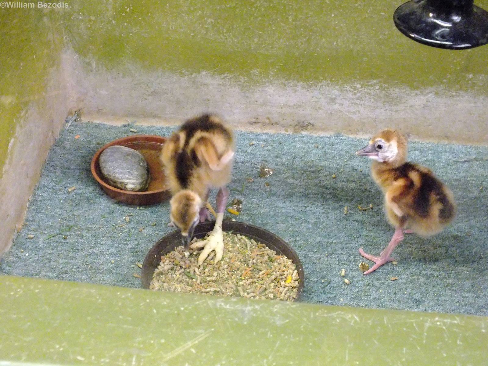 Grey Crowned Crane Chicks