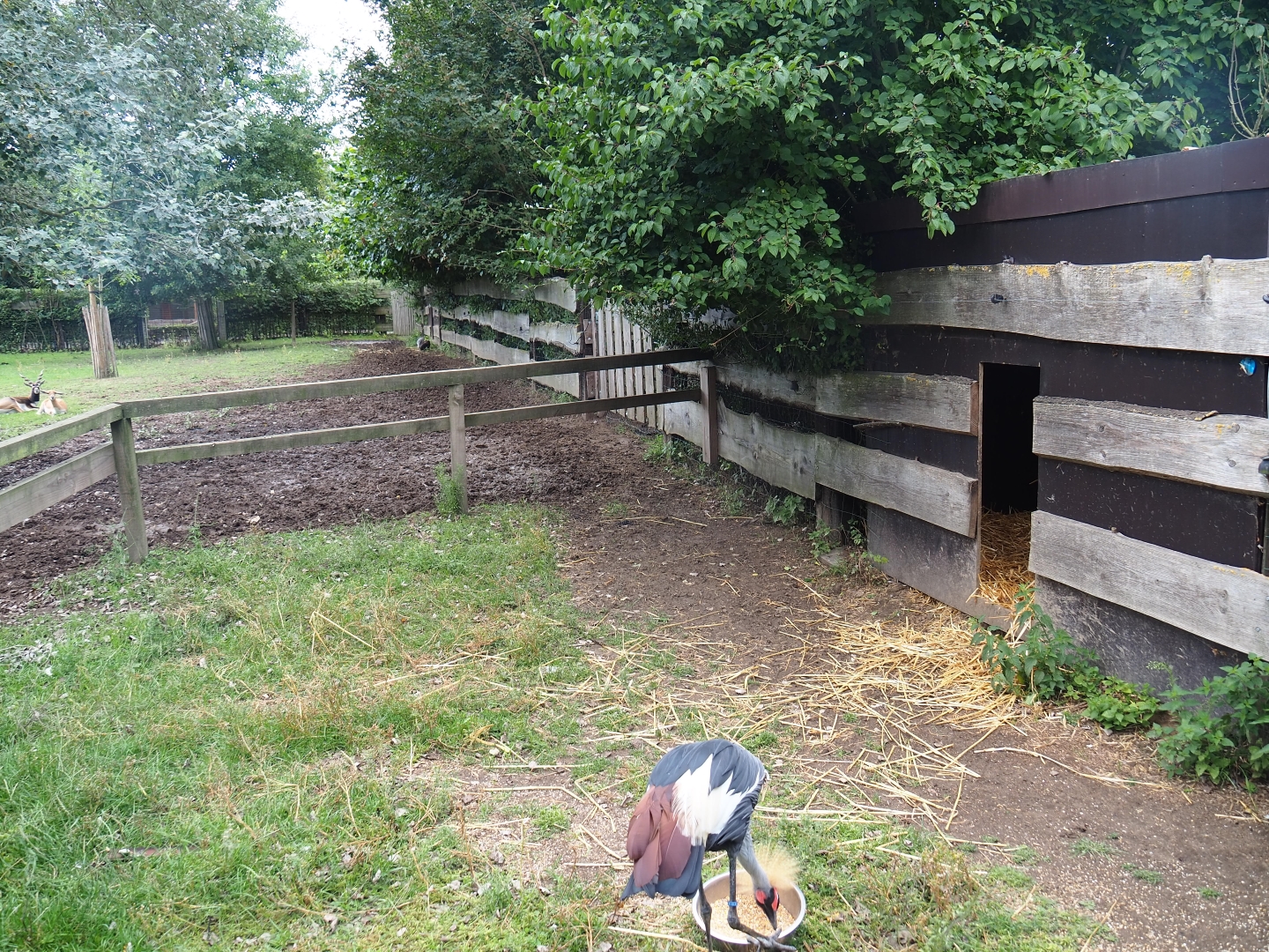Grey crowned crane coop and yard
