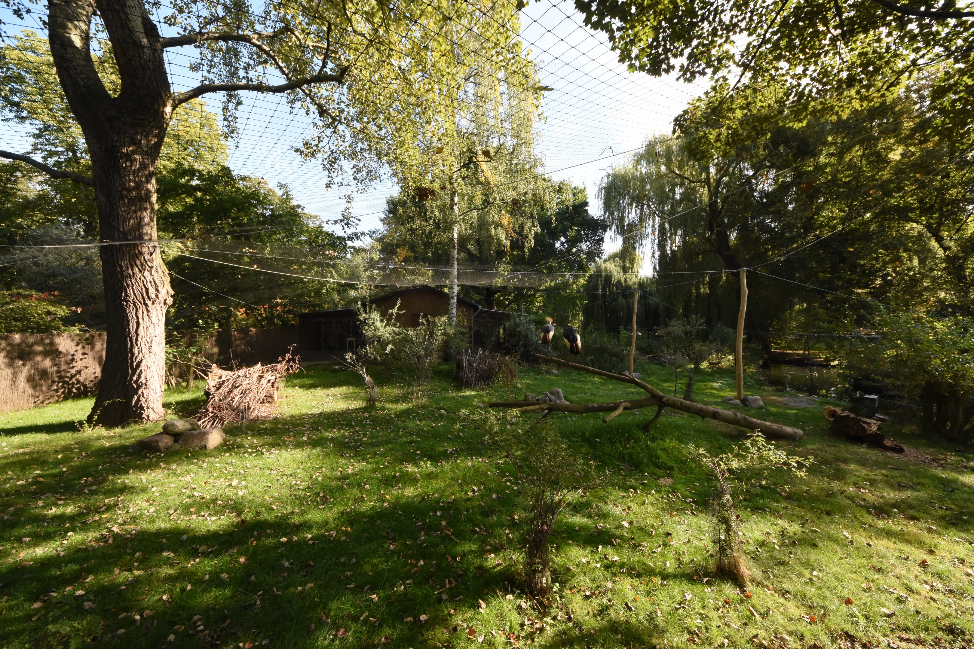 Grey crowned crane & Dikdik aviary