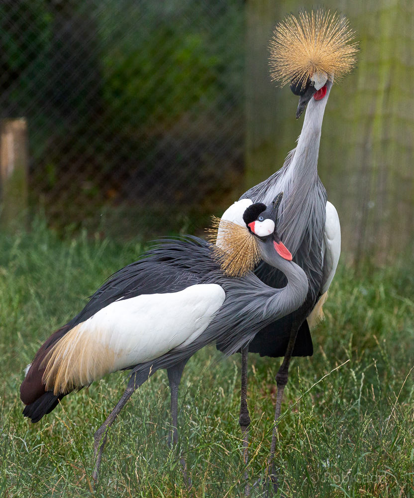 Grey crowned-crane (East African crowned-crane) : Hamerton : 14 Jul 2019