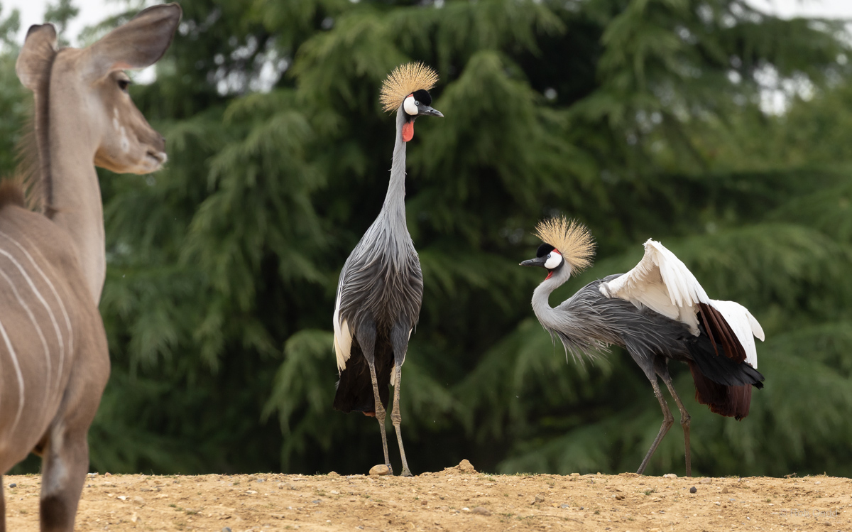 Grey crowned-crane (Eastern grey crowned-crane) : Colchester Zoo : 17 Jul 2025