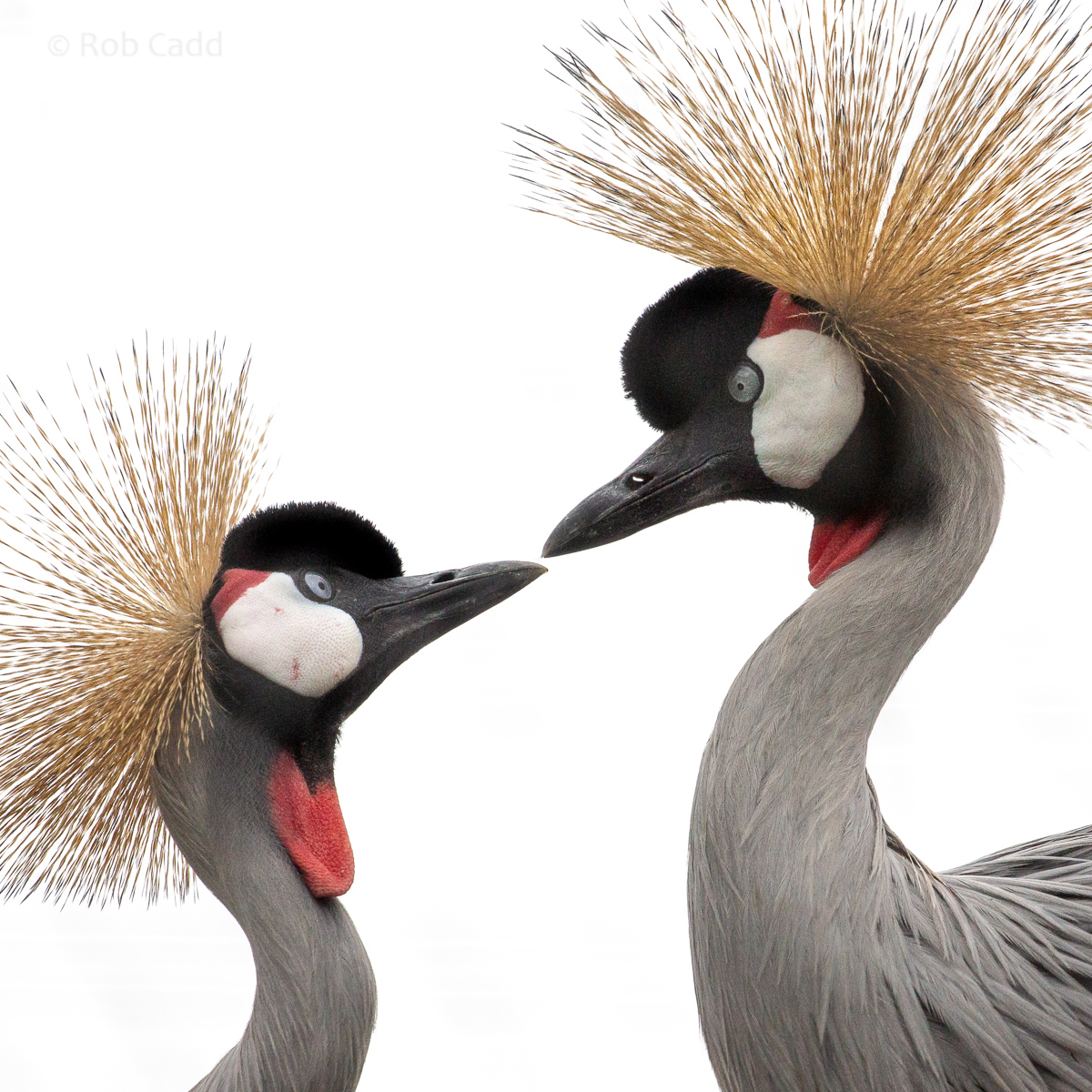 Grey crowned-crane (Eastern grey crowned-crane) : Hamerton : 16 Aug 2020