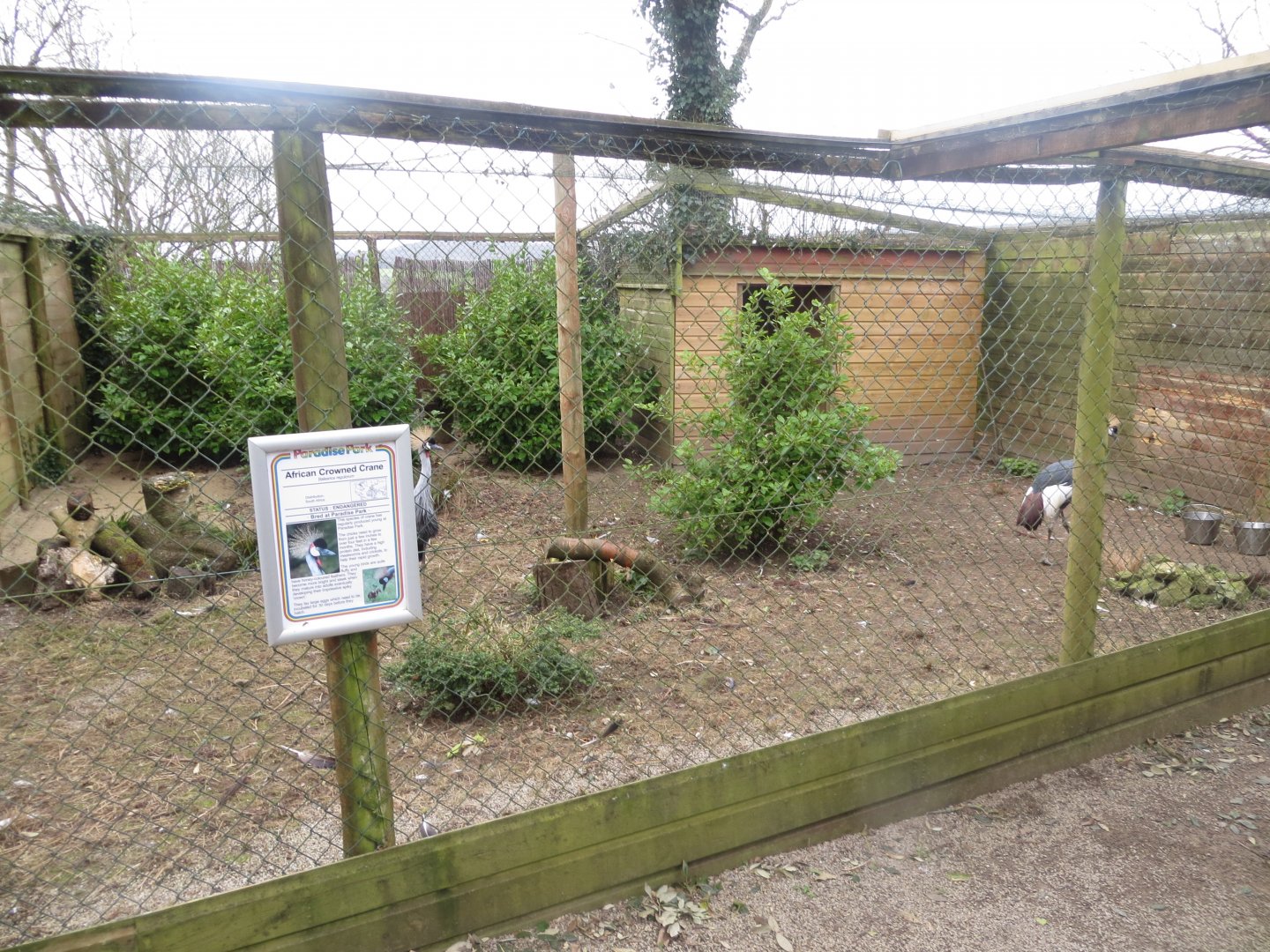 Grey-crowned crane enclosure 190219