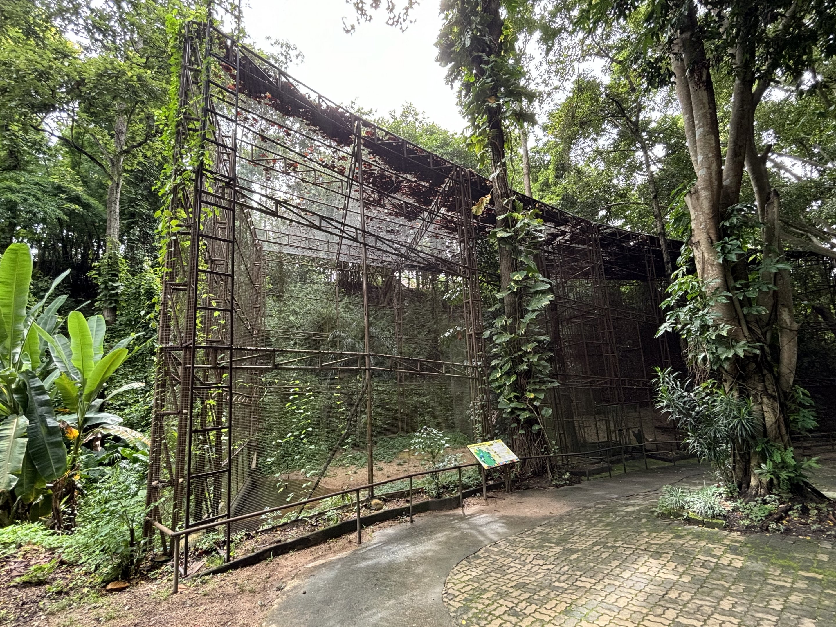 Grey Crowned Crane Exhibit #1