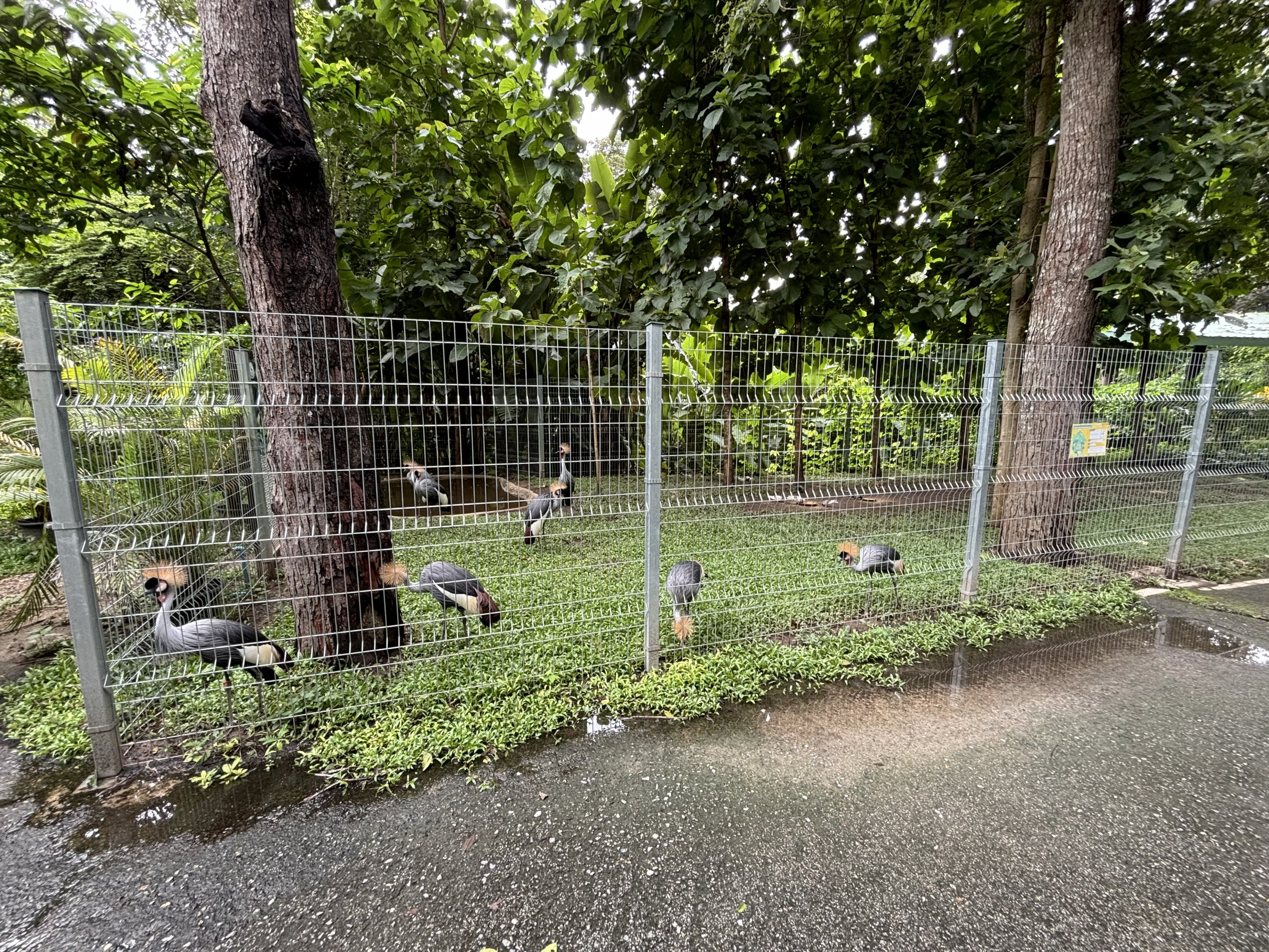 Grey Crowned Crane Exhibit #2