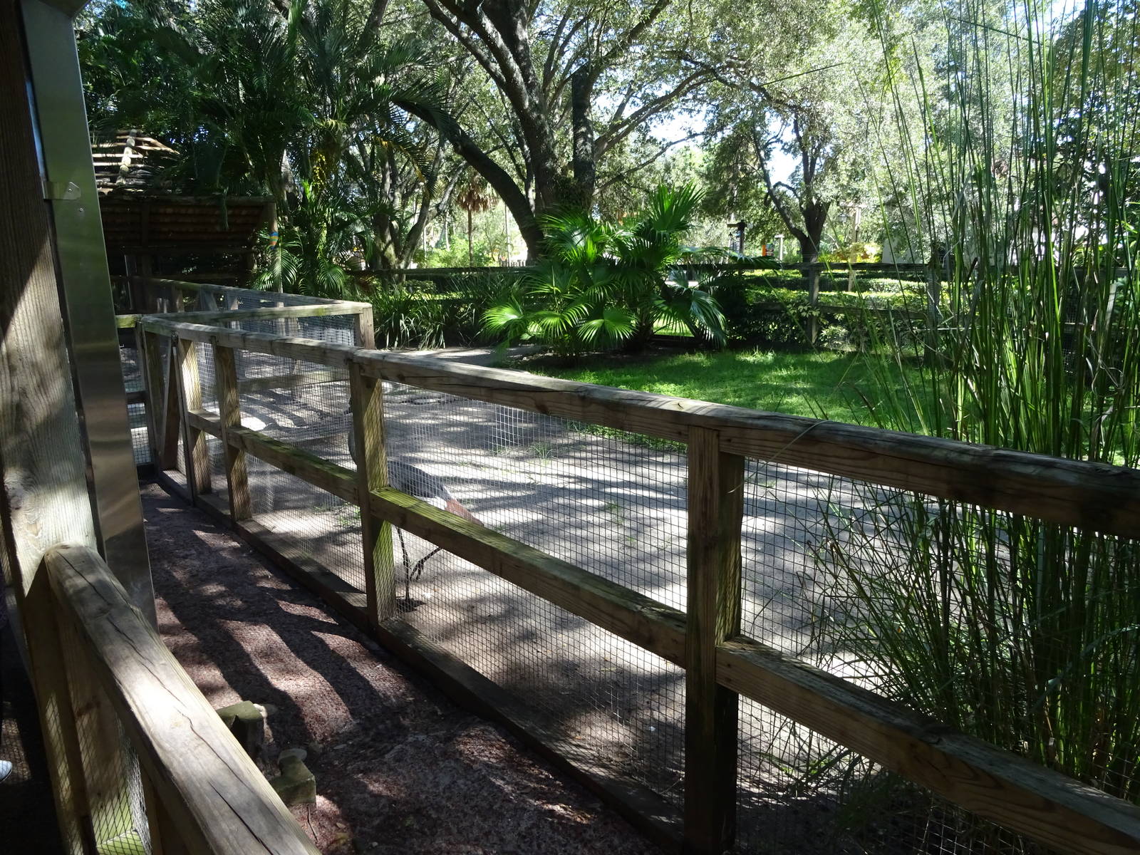 Grey Crowned Crane Exhibit at Busch Gardens Tampa