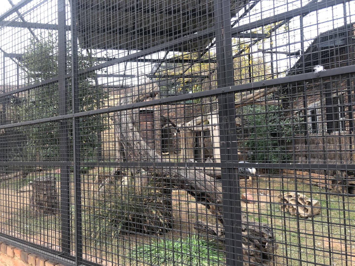 Grey Crowned Crane Exhibit (Balearica regulorum)