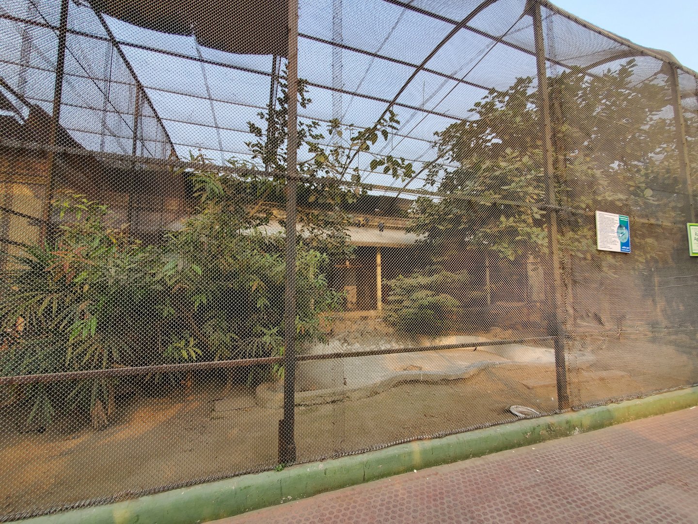 Grey Crowned Crane Exhibit - January 2023