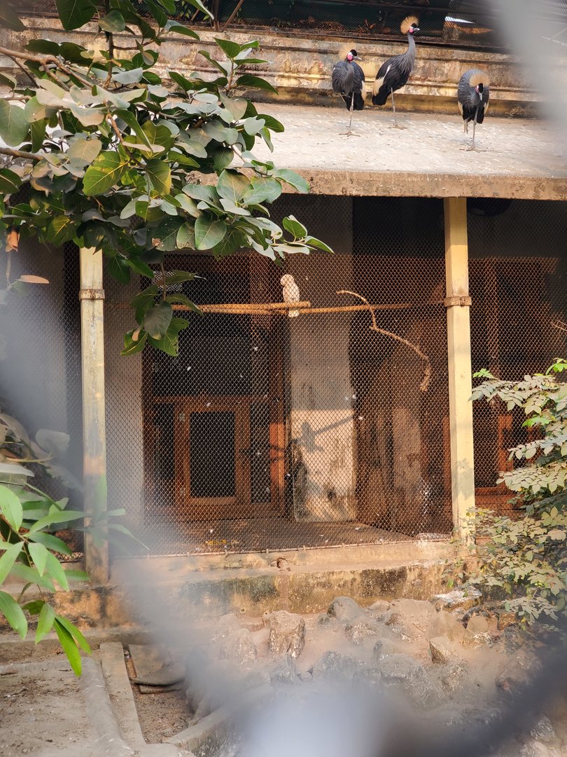 Grey Crowned Crane Exhibit - January 2023