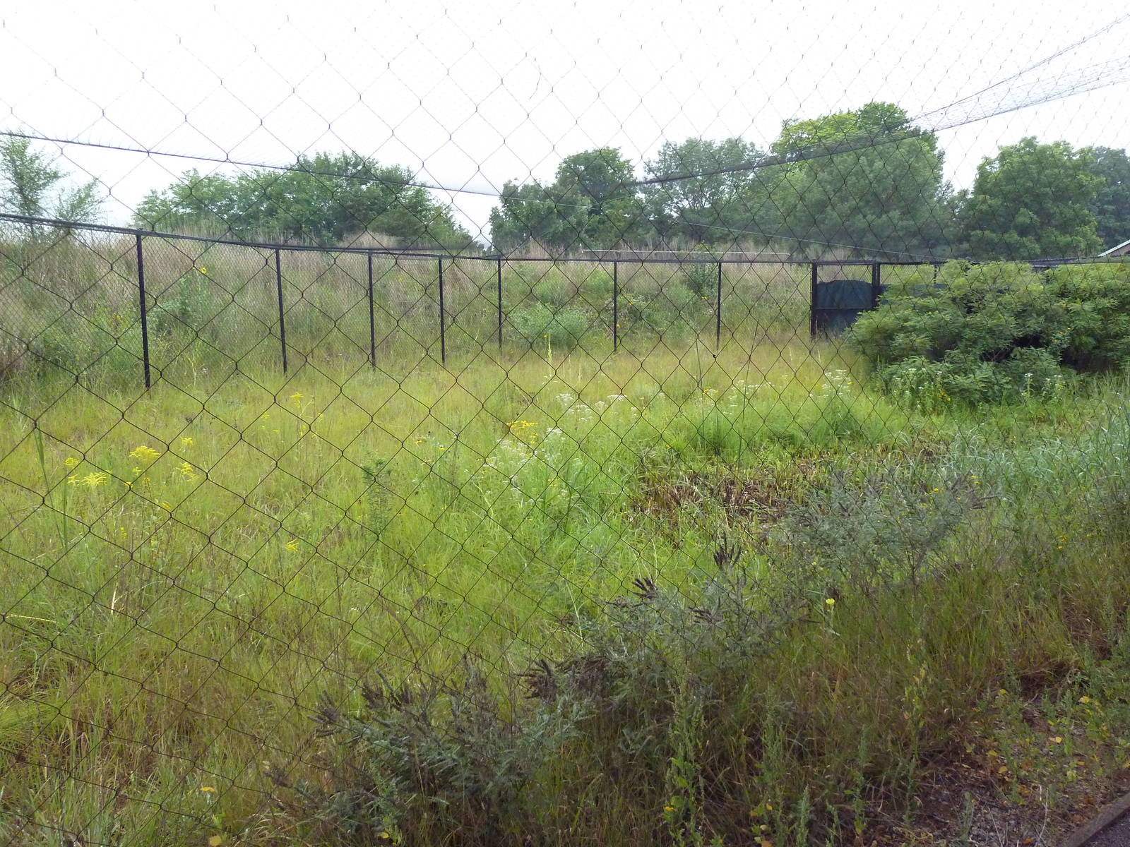 Grey Crowned Crane Exhibit