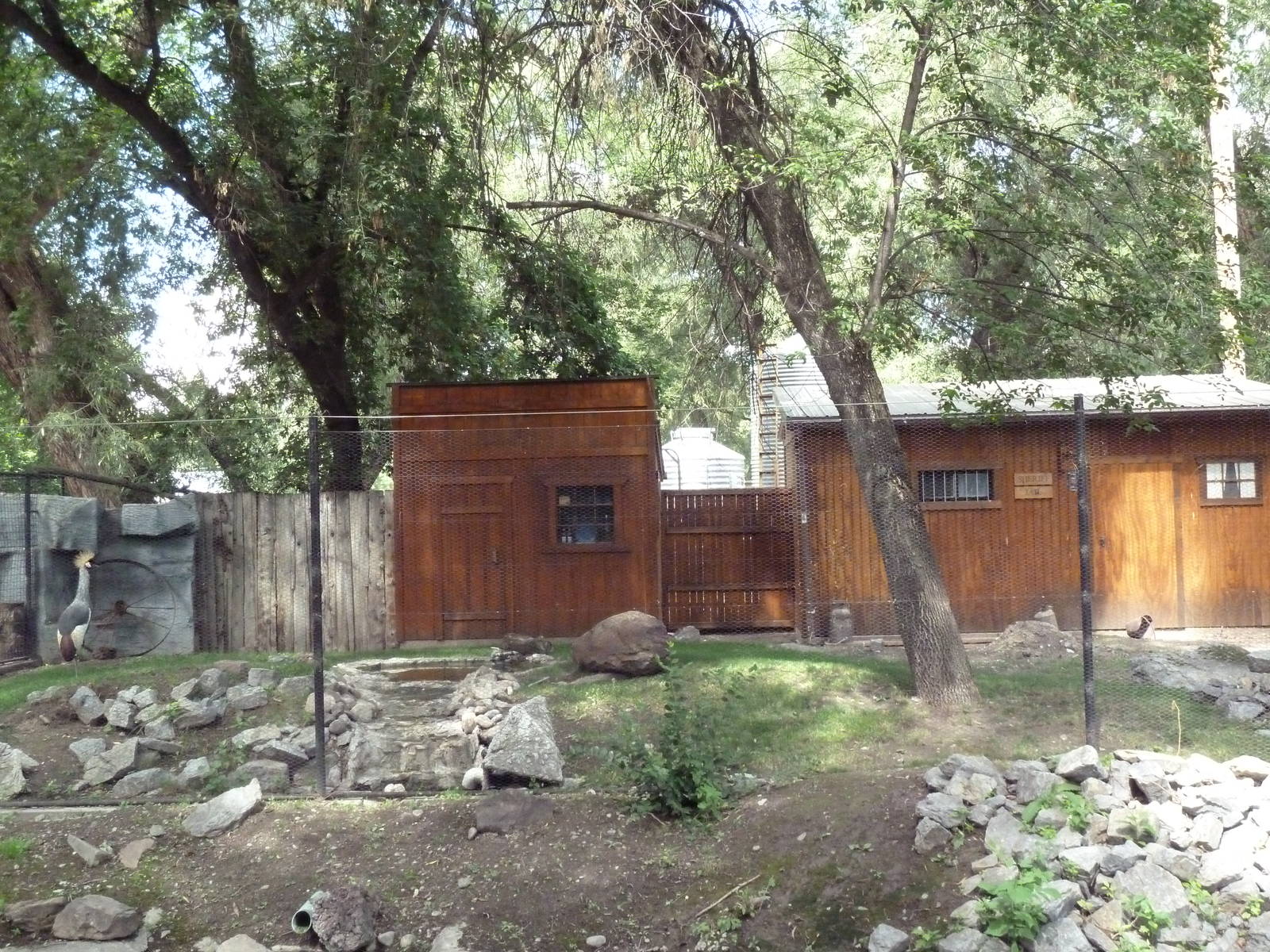 Grey Crowned Crane Exhibit