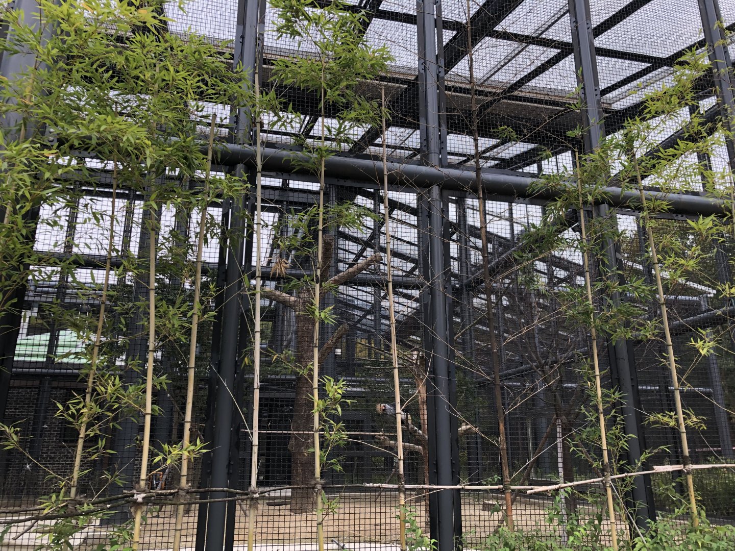 Grey Crowned Crane Exhibit