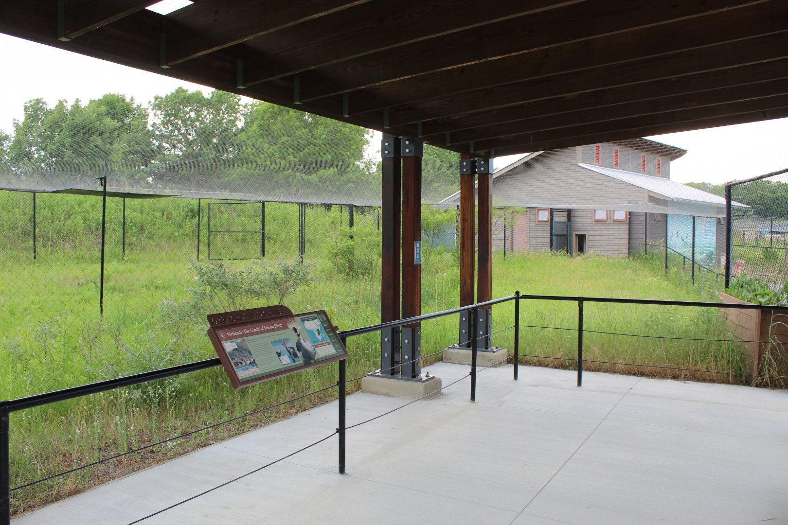 Grey Crowned Crane Exhibit