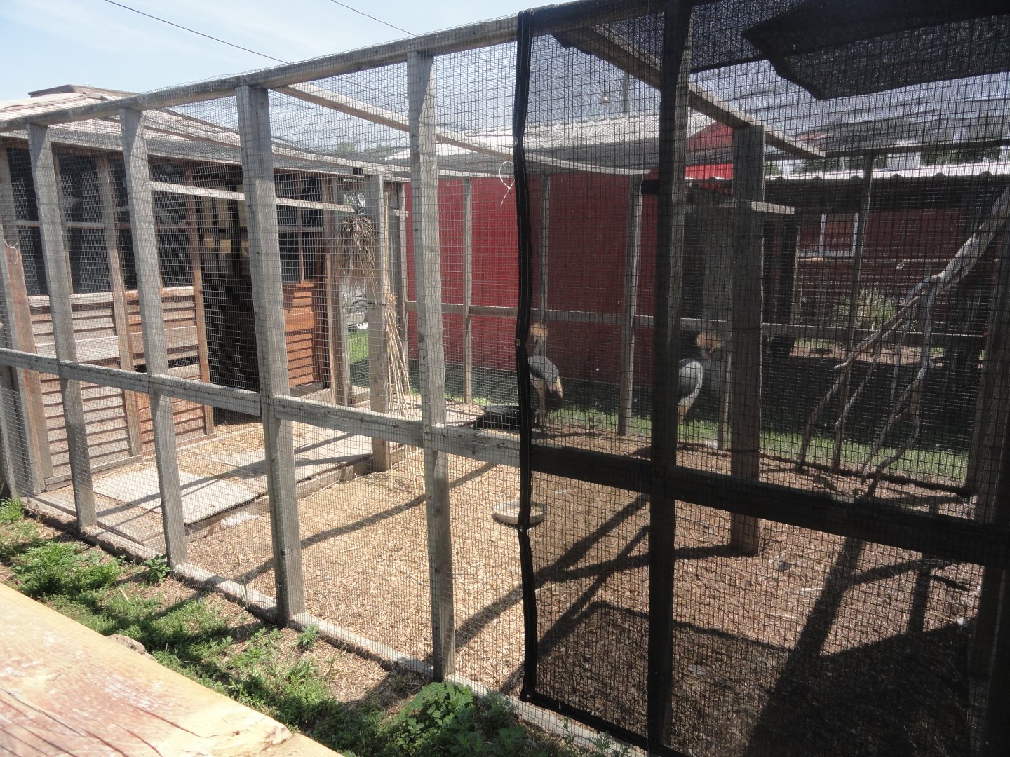 Grey Crowned Crane Exhibit