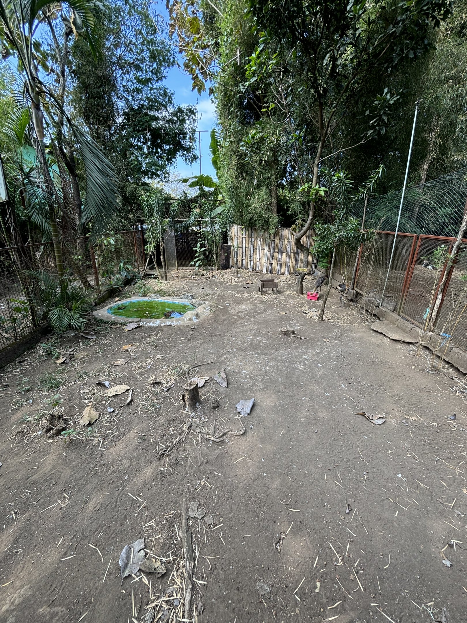 Grey Crowned Crane Exhibit