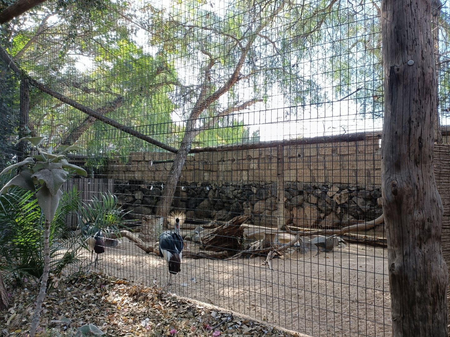 Grey crowned crane exhibit