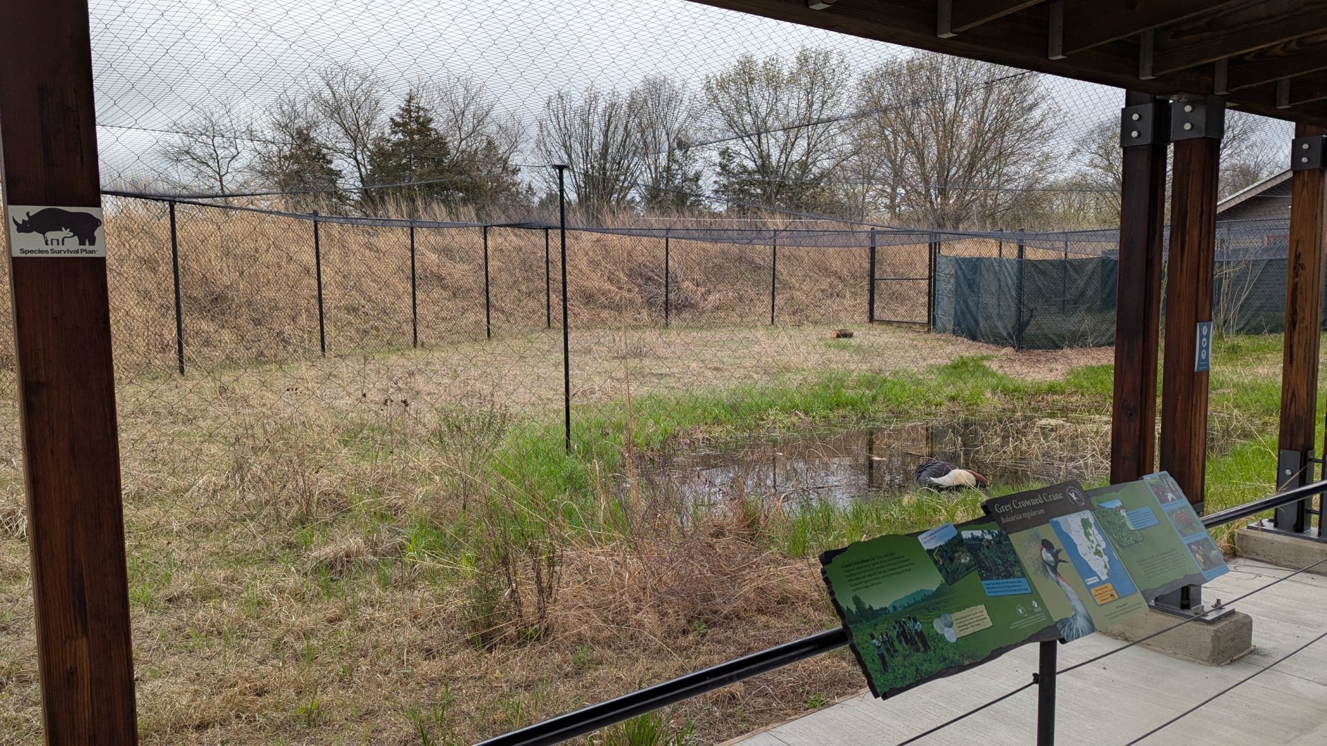 Grey crowned crane exhibit