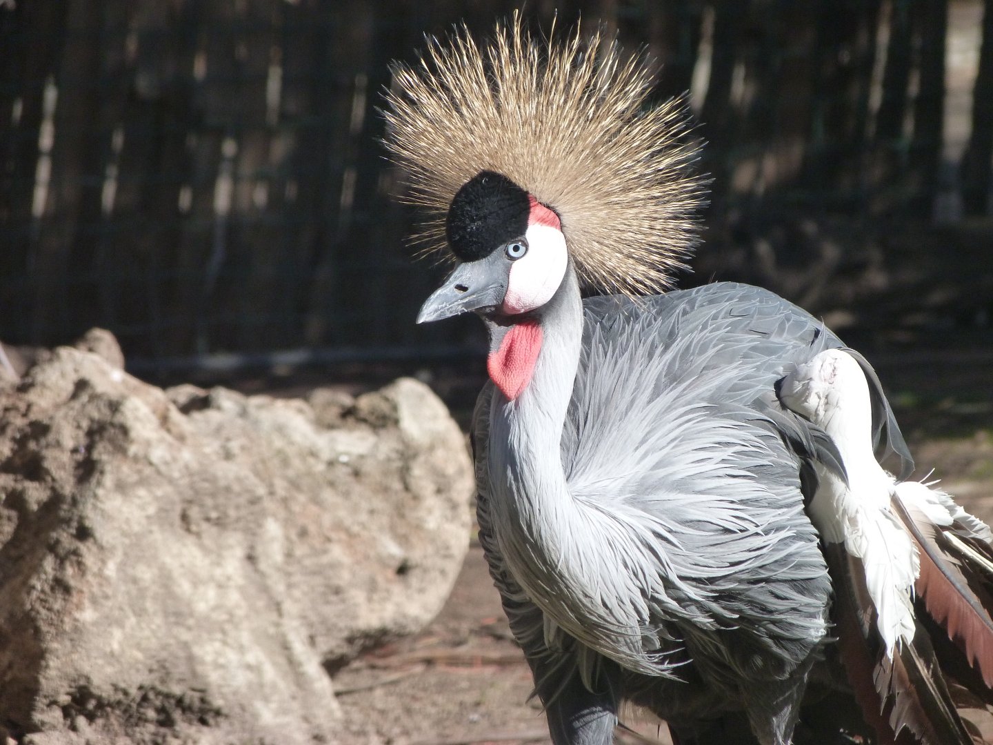 Grey-crowned crane -Faunia (2025)