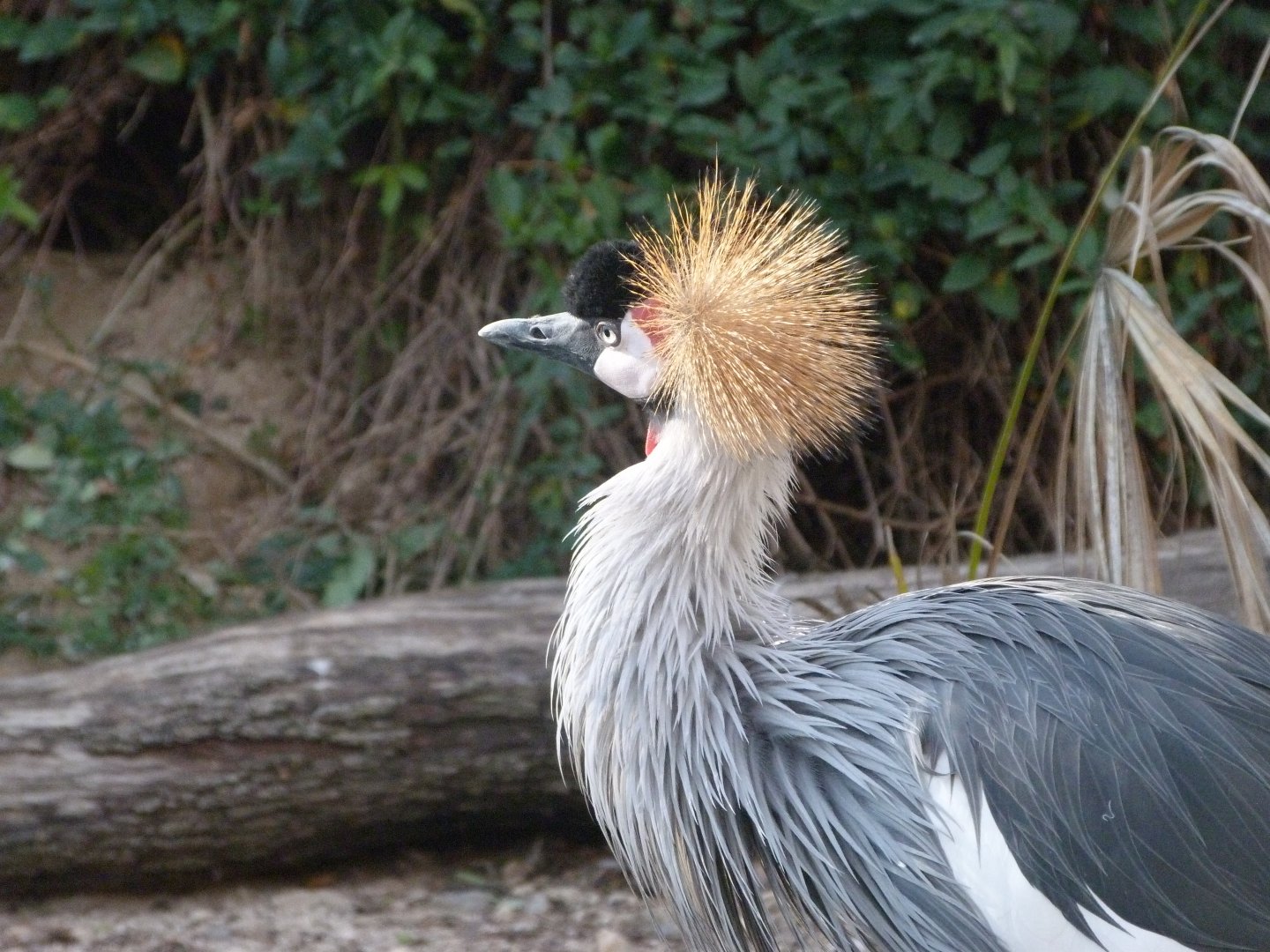 Grey-crowned crane -Faunia (2025)