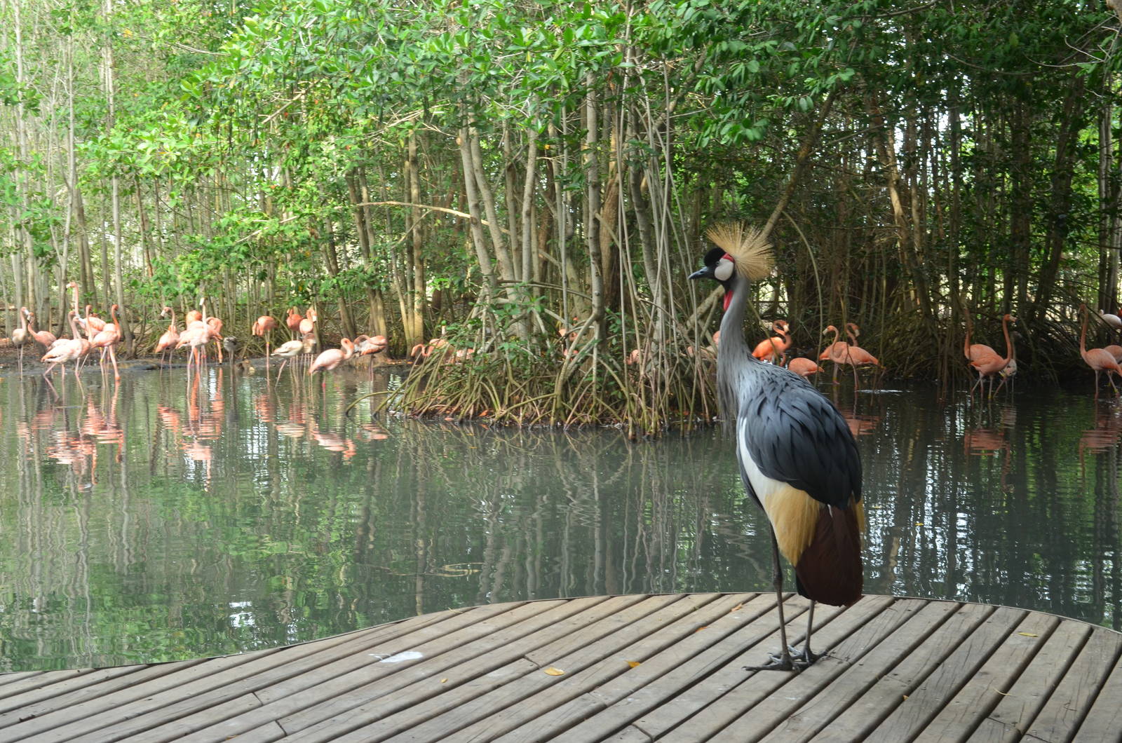 Grey crowned crane & flamingoes