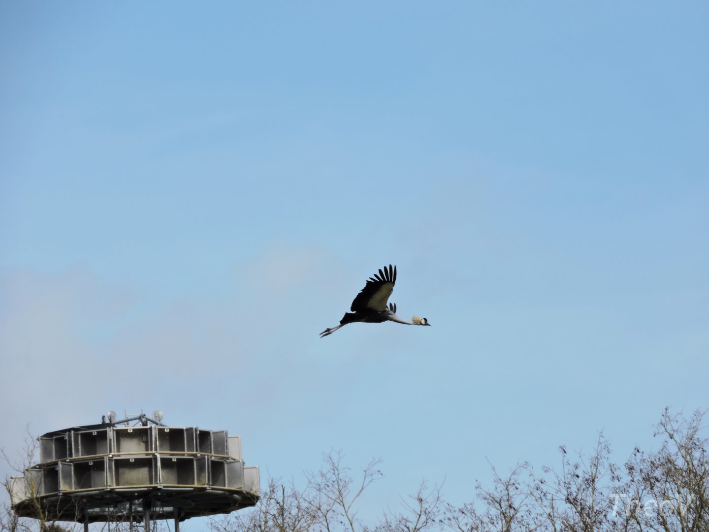 Grey crowned crane - Flightshow [2015]