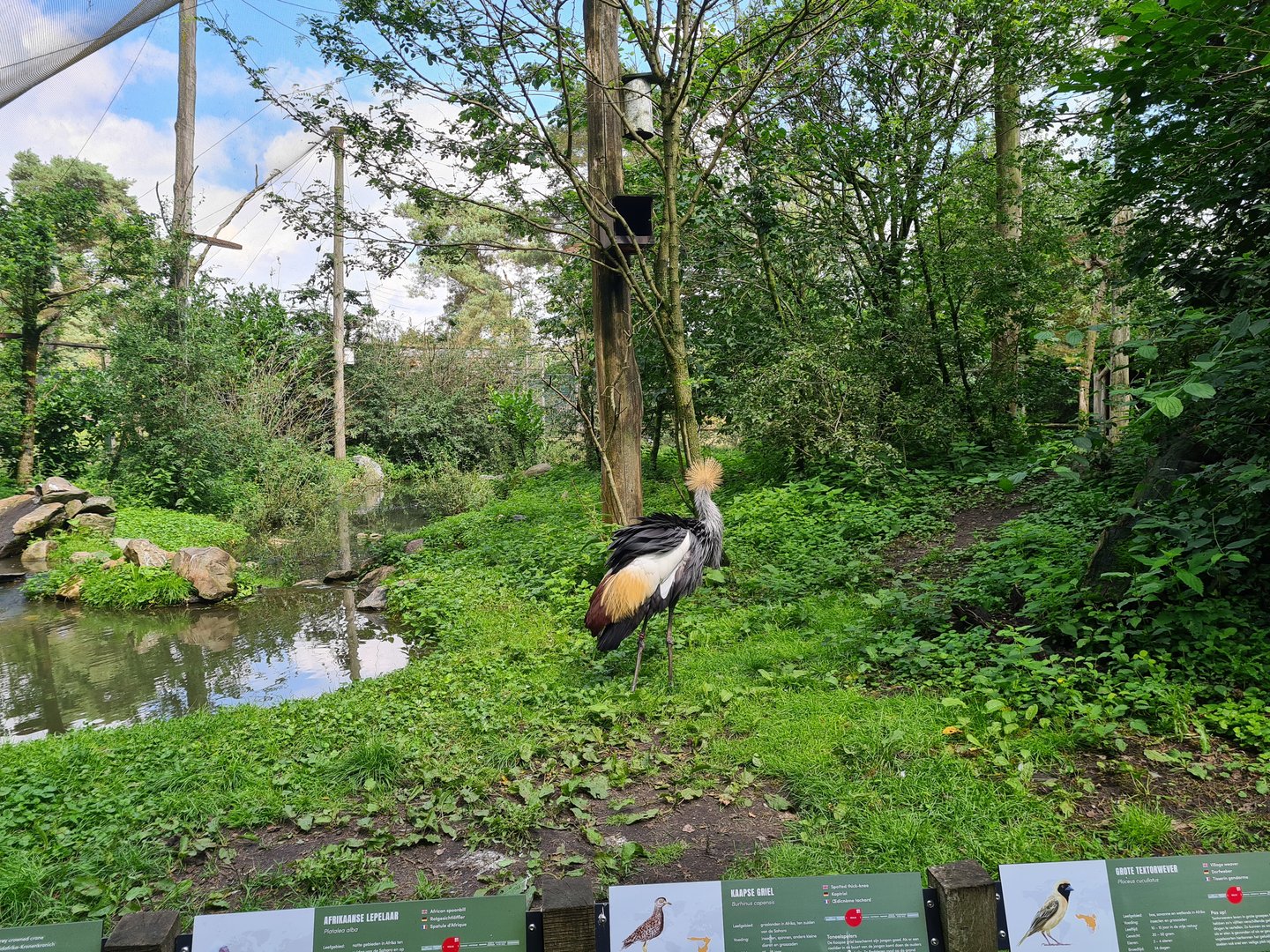 Grey crowned crane in Africa aviary