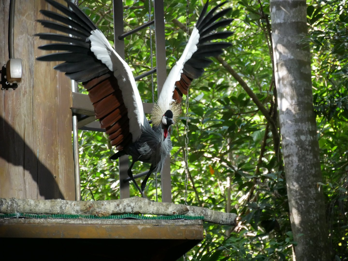 Grey Crowned Crane (in flight)
