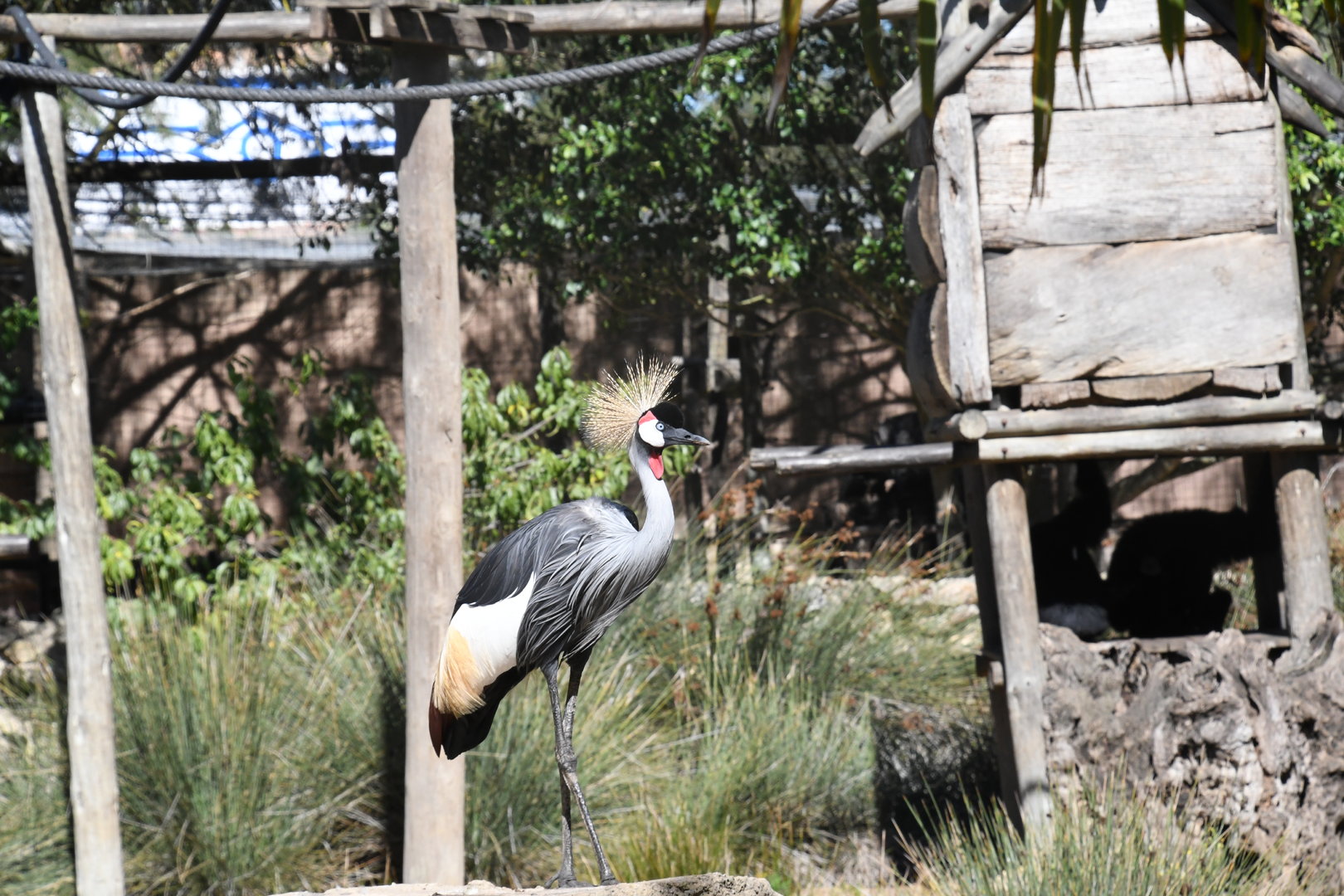 Grey Crowned Crane (in Siamang exhibit)