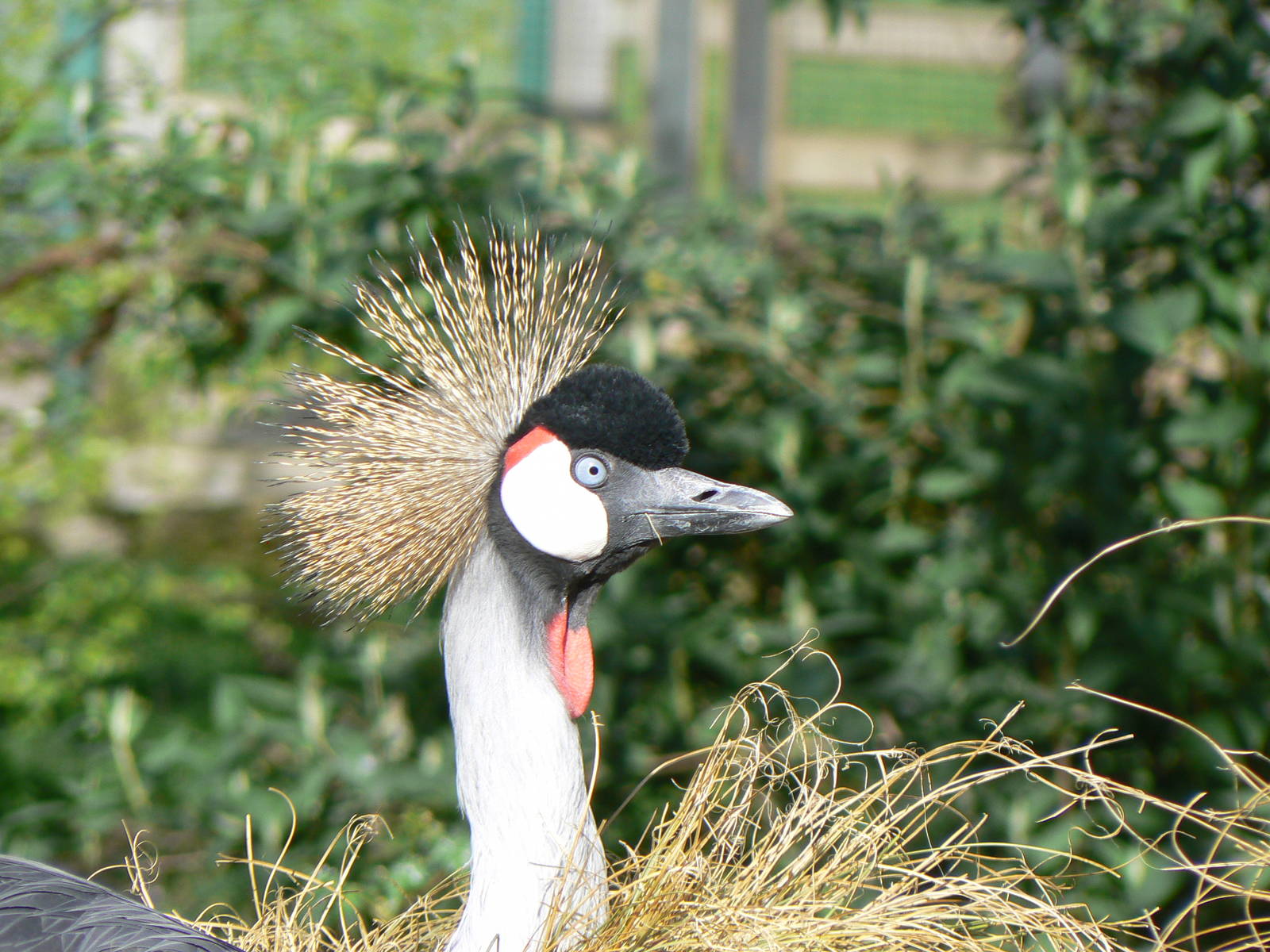 Grey-crowned Crane- Into Africa