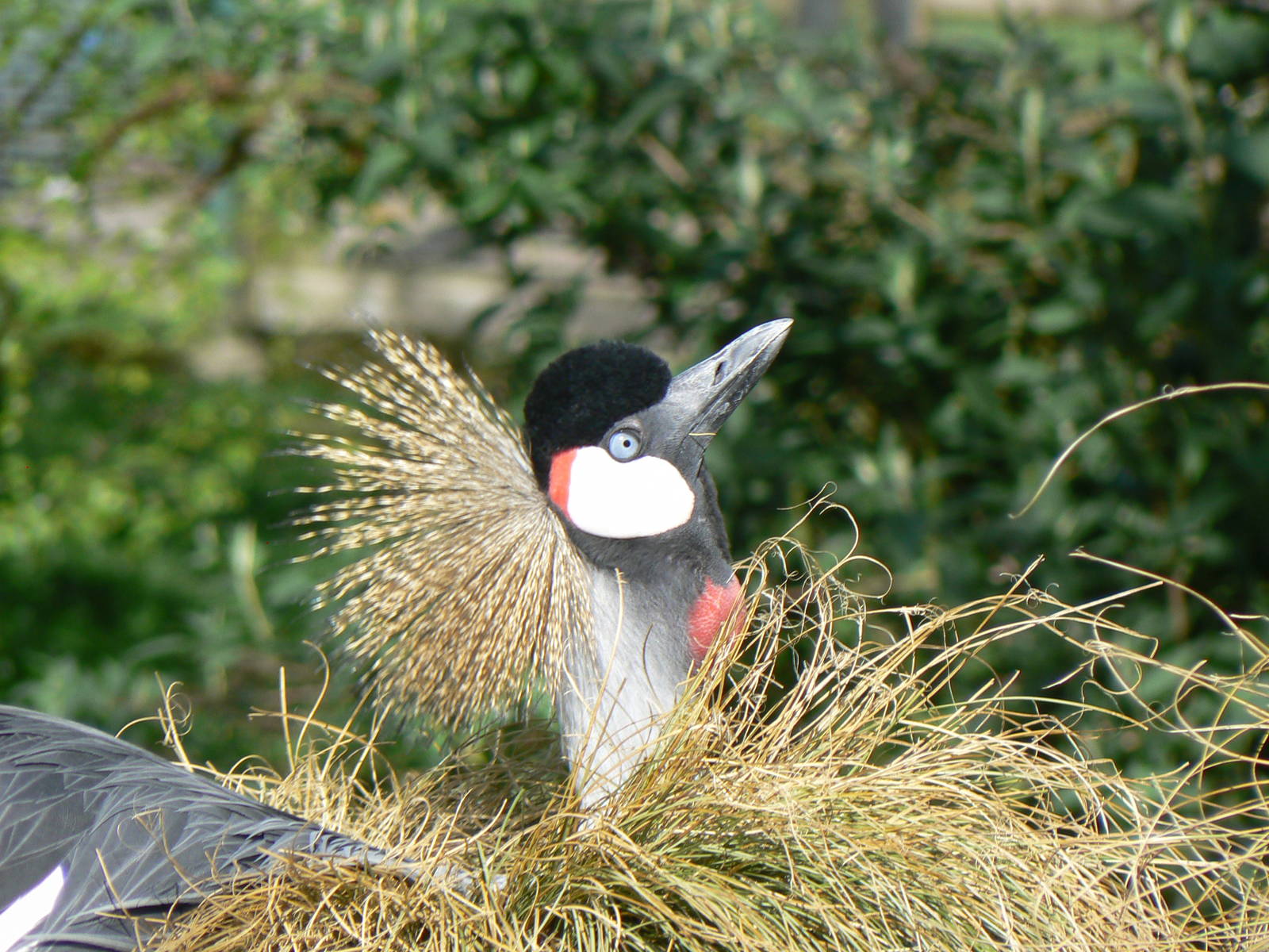Grey-crowned Crane- Into Africa