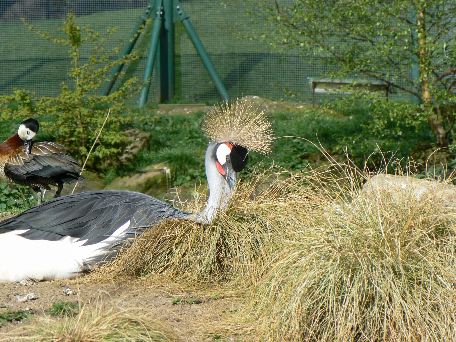Grey-crowned Crane- Into Africa