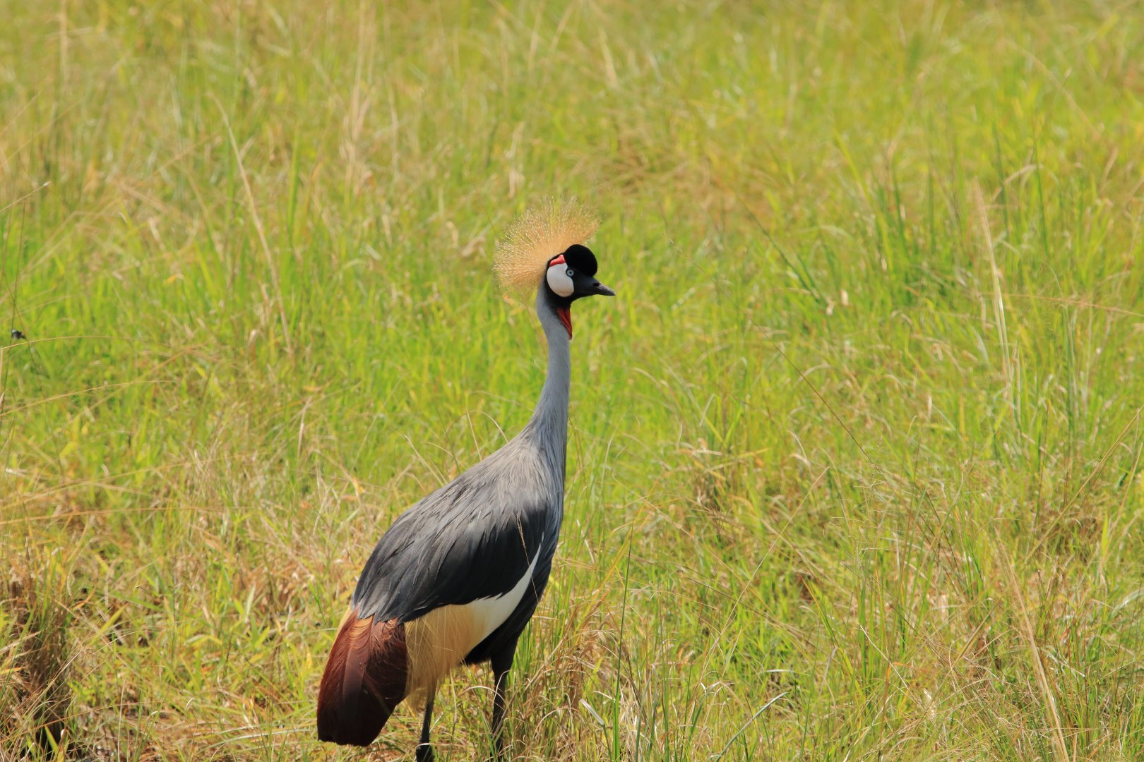 Grey crowned crane (January 2020)