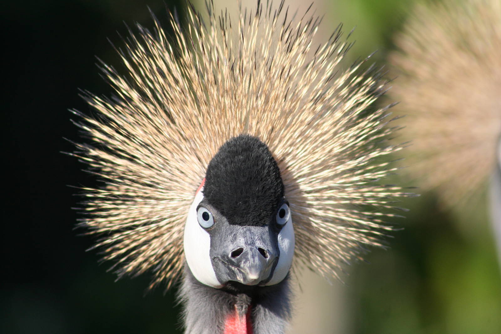 Grey Crowned Crane @ Lotherton; 10.11.2010