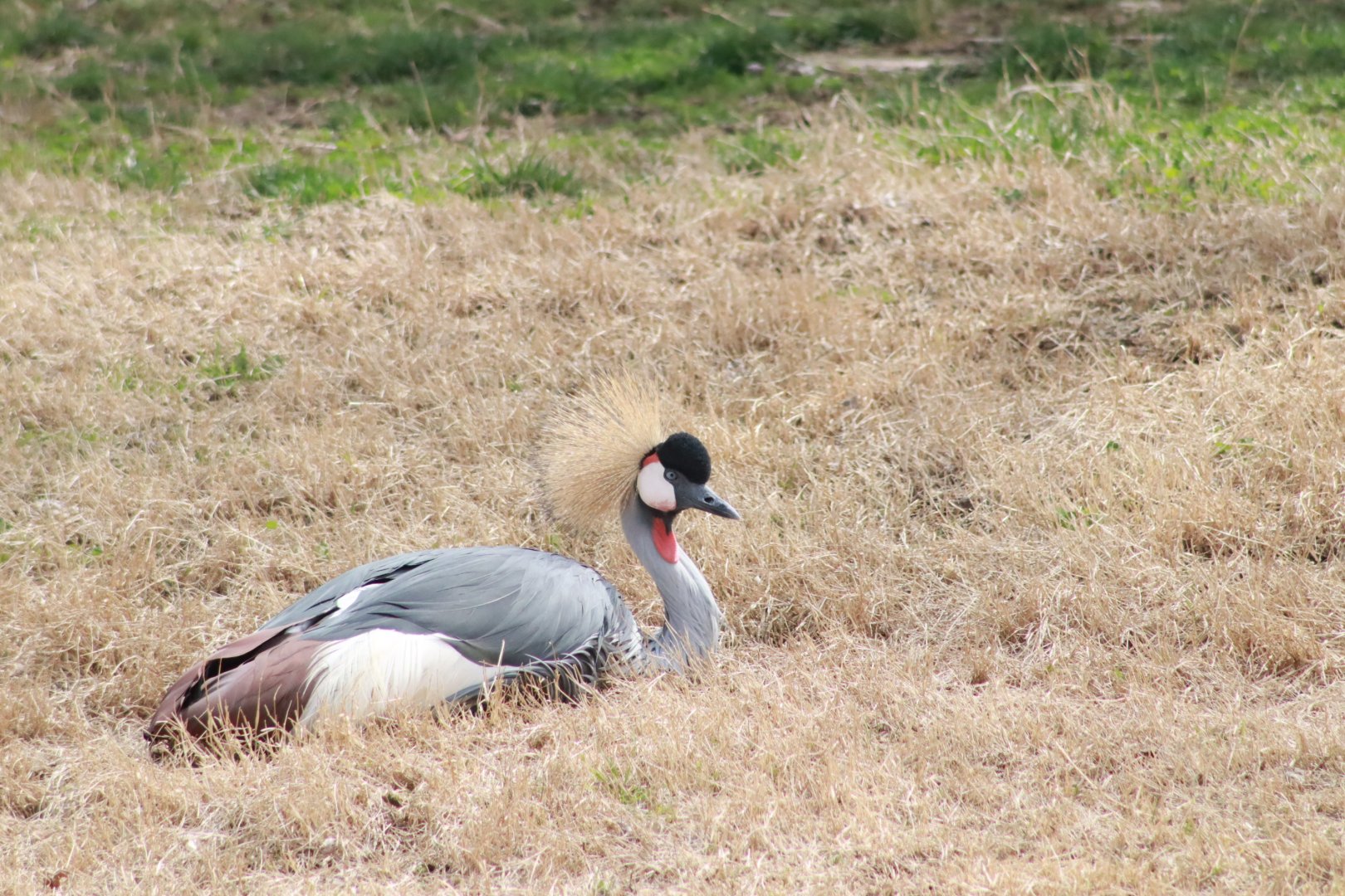 Grey Crowned Crane- March 2024