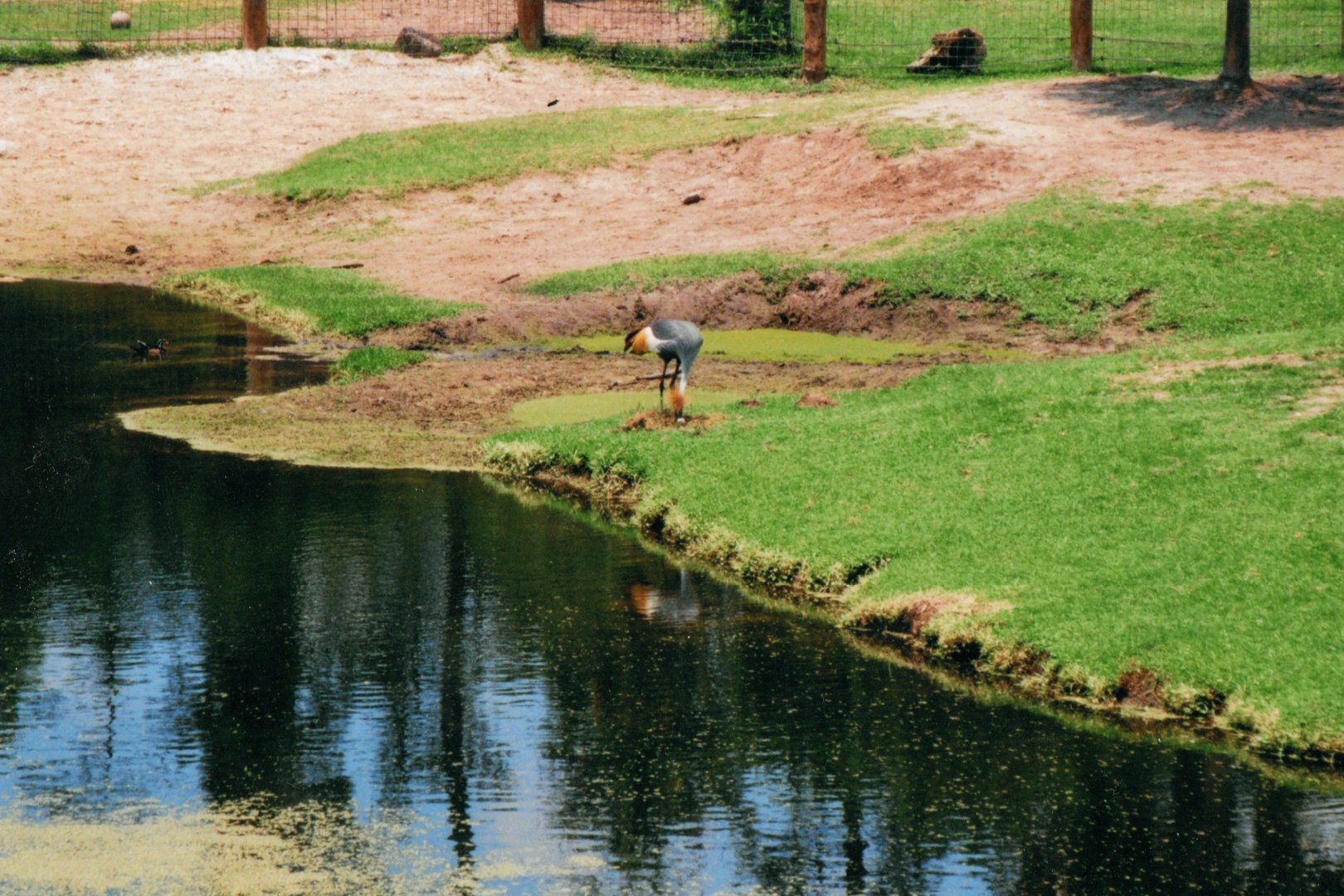 Grey Crowned Crane & Nest