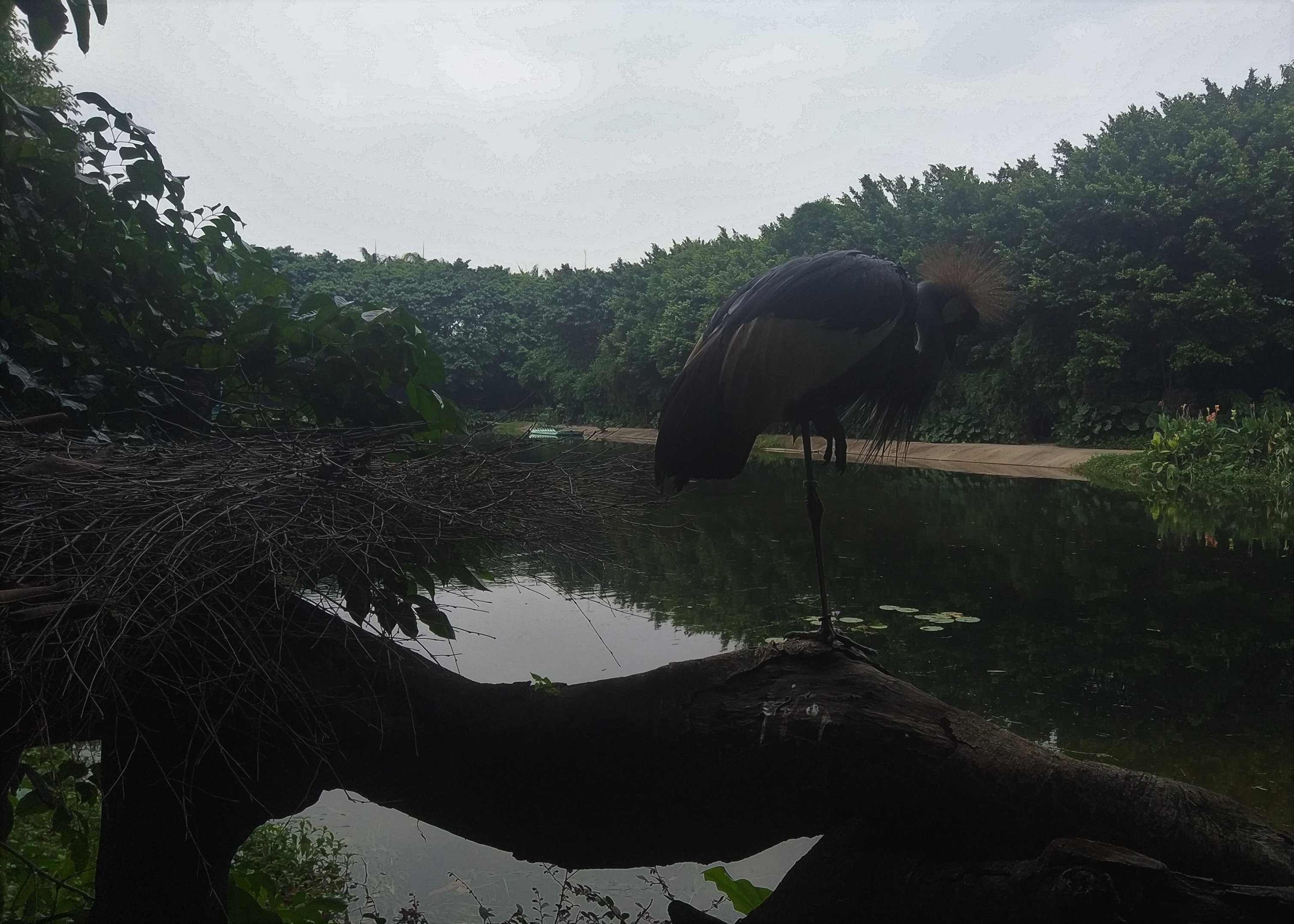 Grey-crowned Crane on a Stick