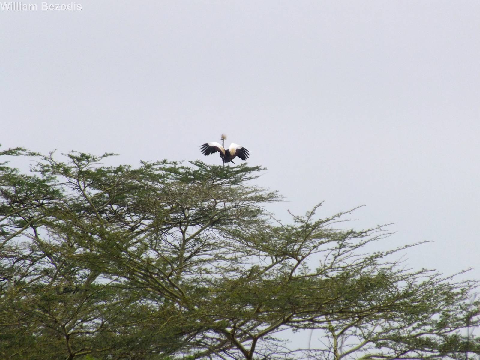 Grey Crowned Crane on Tree