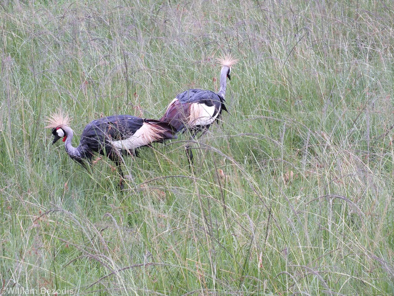 Grey Crowned-crane Pair with Chicks - Maasai Mara