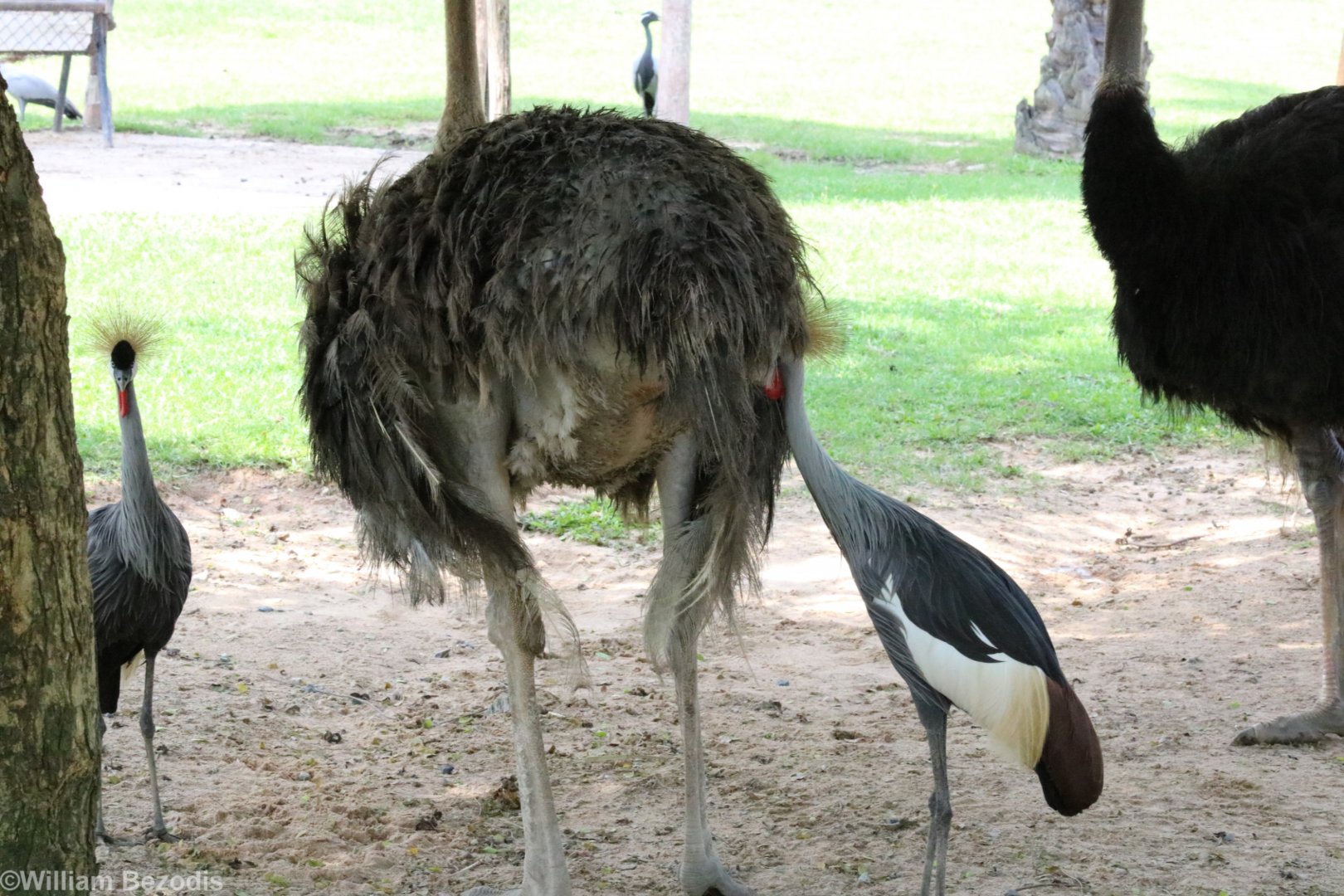 Grey Crowned-crane Pecking at Ostrich
