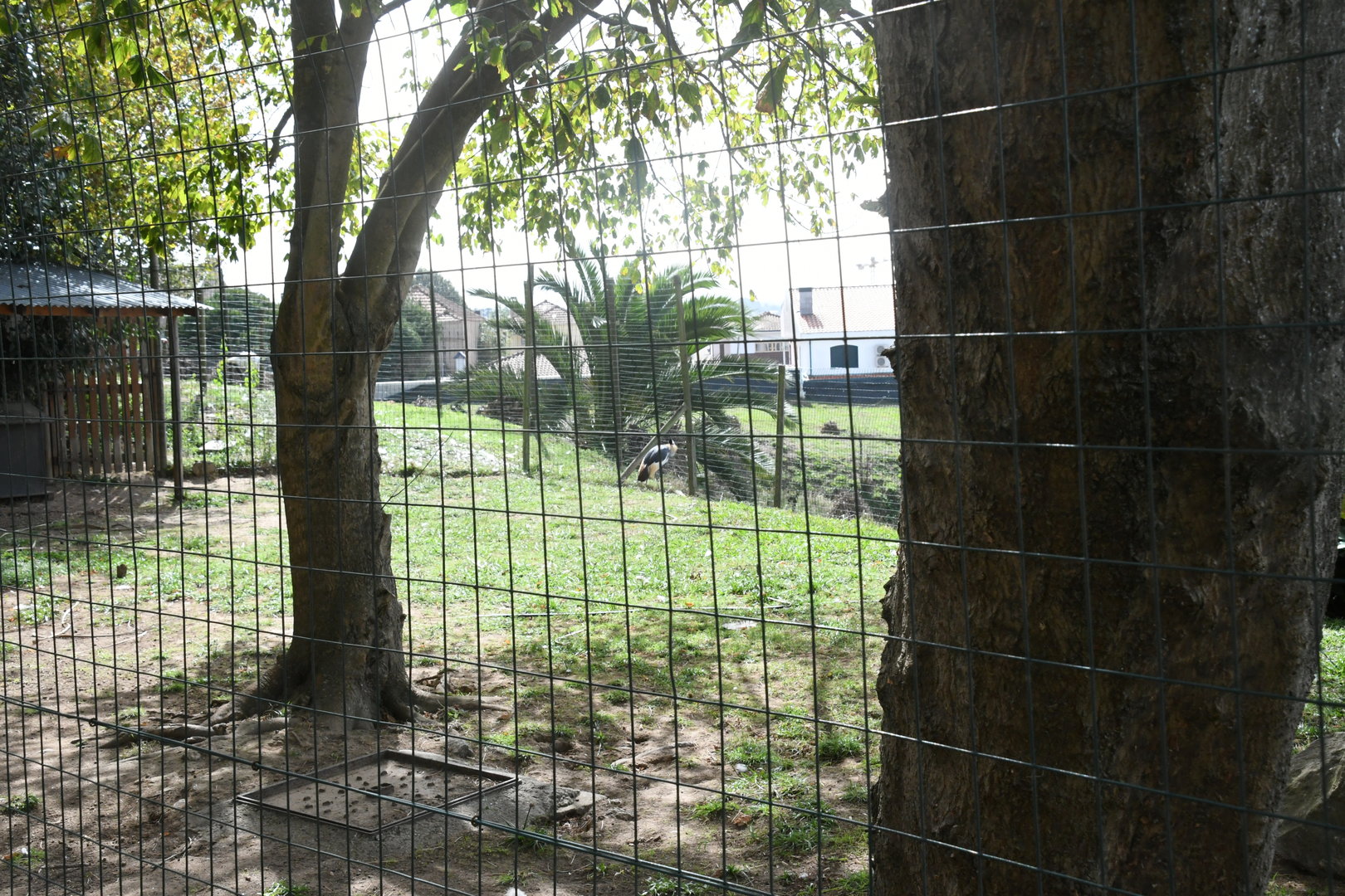 Grey Crowned Crane pen